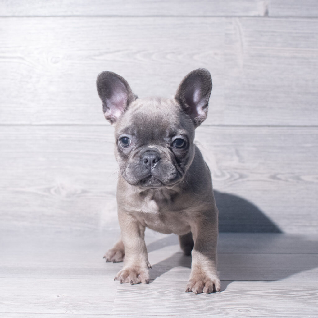 [#26825-03]  - Blue F French Bulldog Puppies for Sale