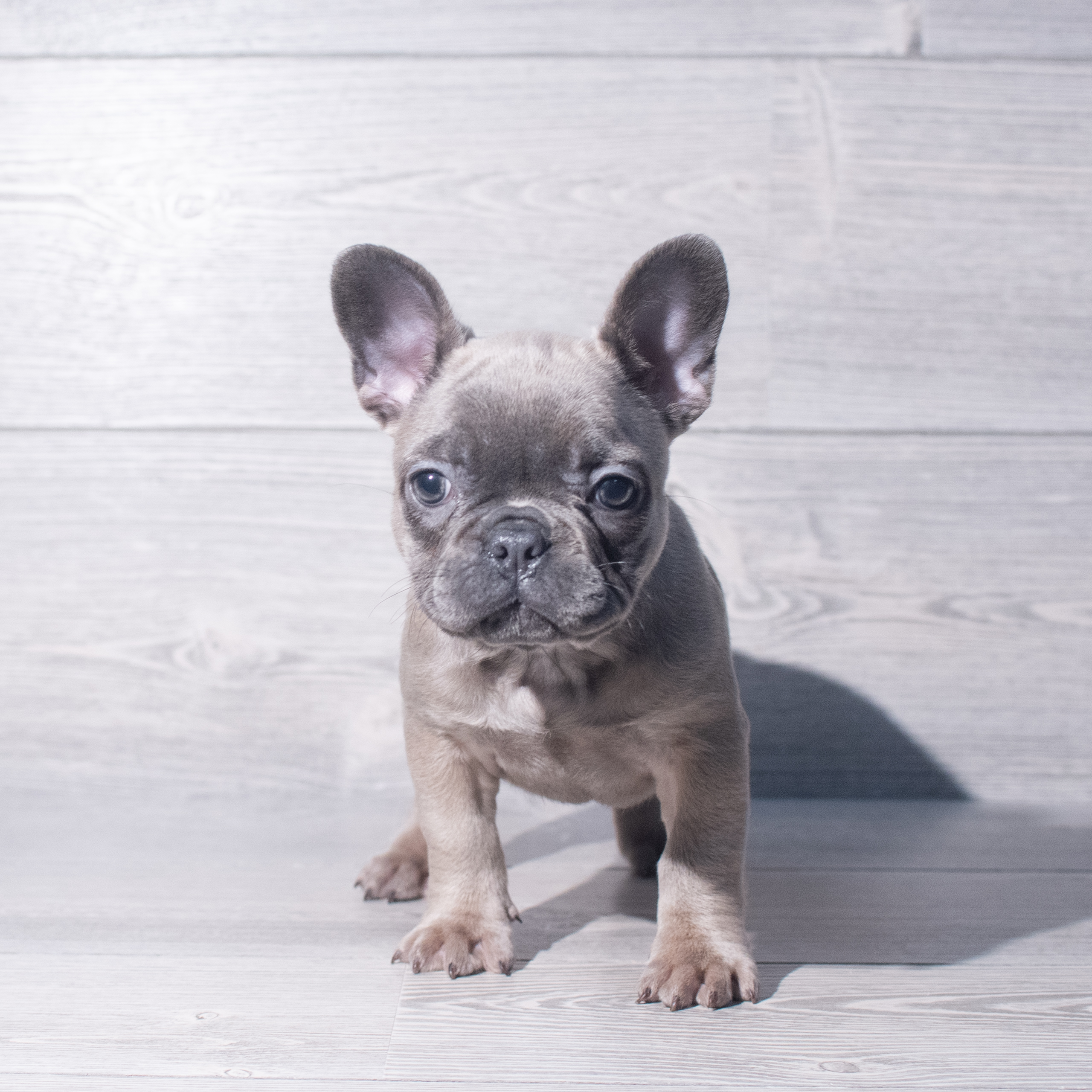 French Bulldog (F) 2366 Image #1