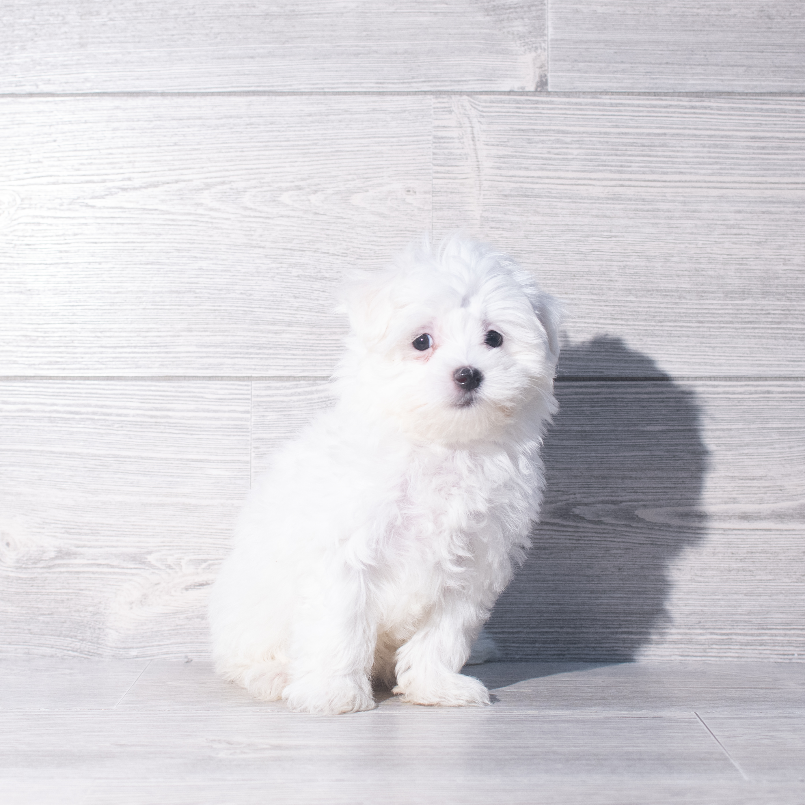 Maltese (F) 2370 Image #1