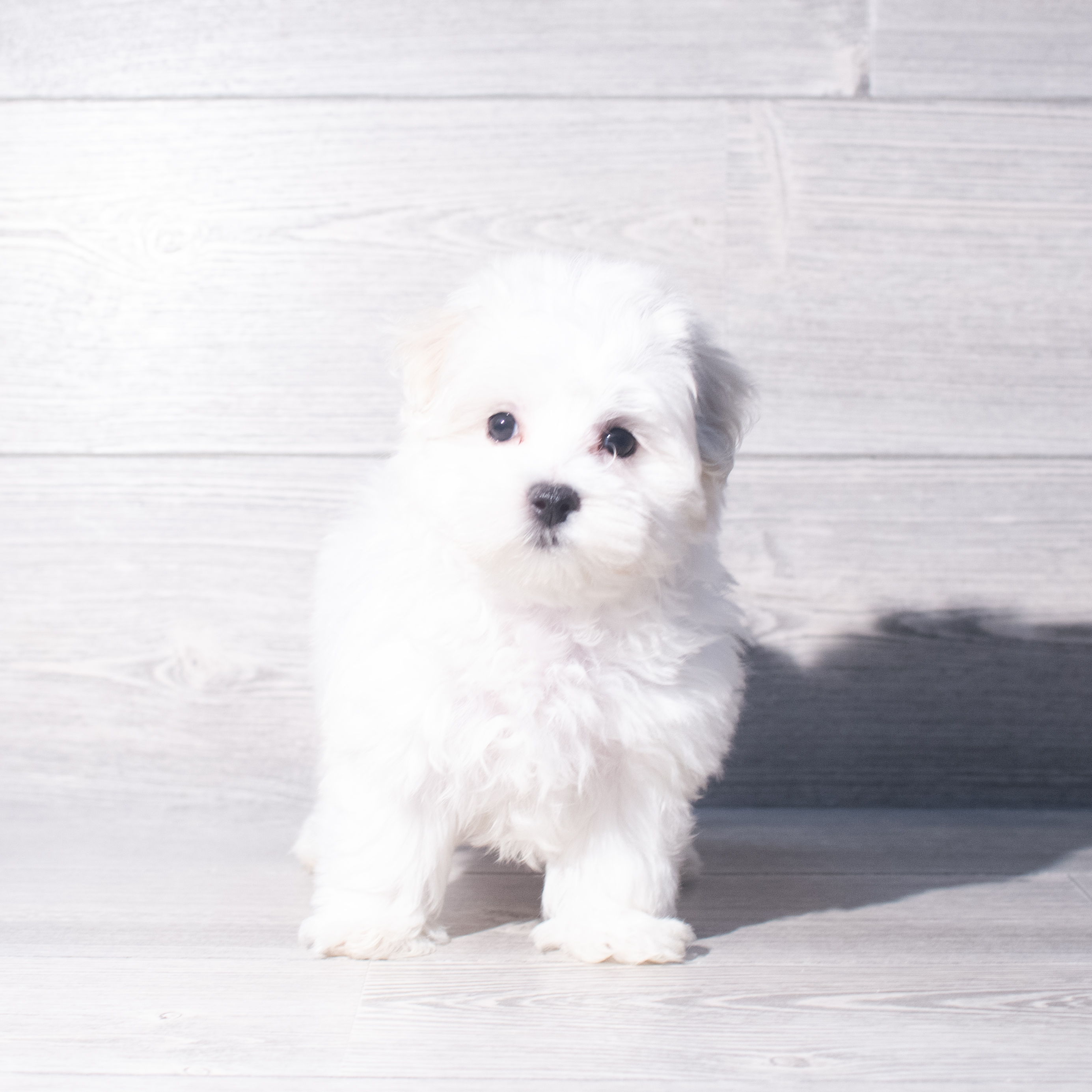 Maltese (M) 2371 Image #1