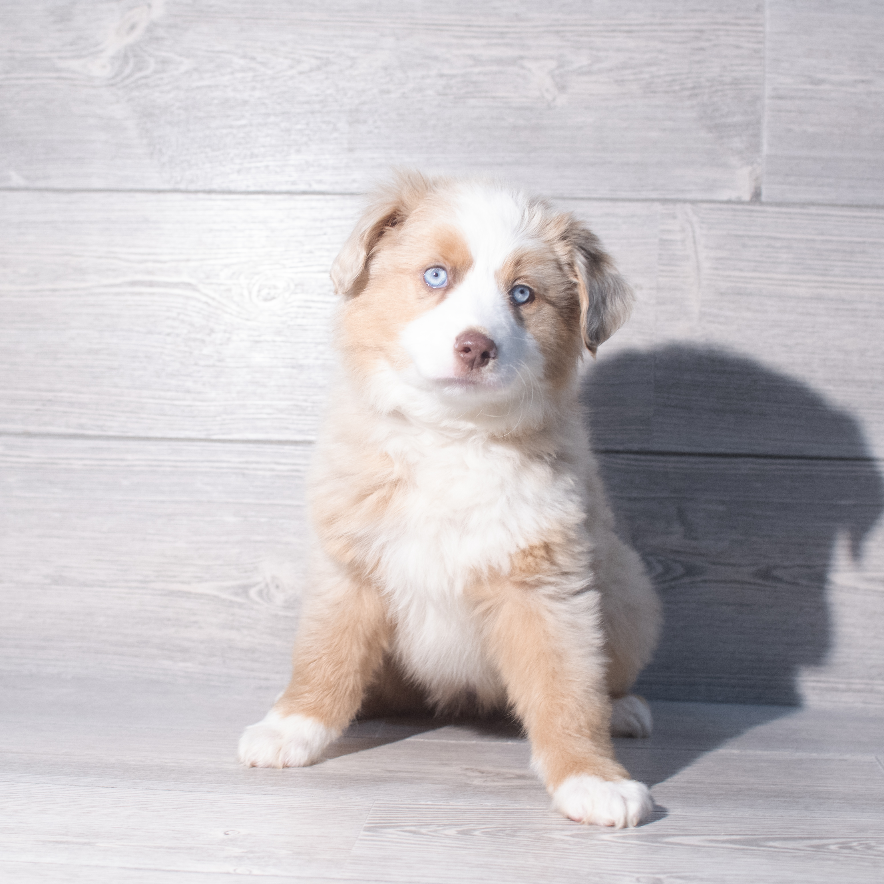 Miniature Australian Shepherd (F) 2362 Image #1