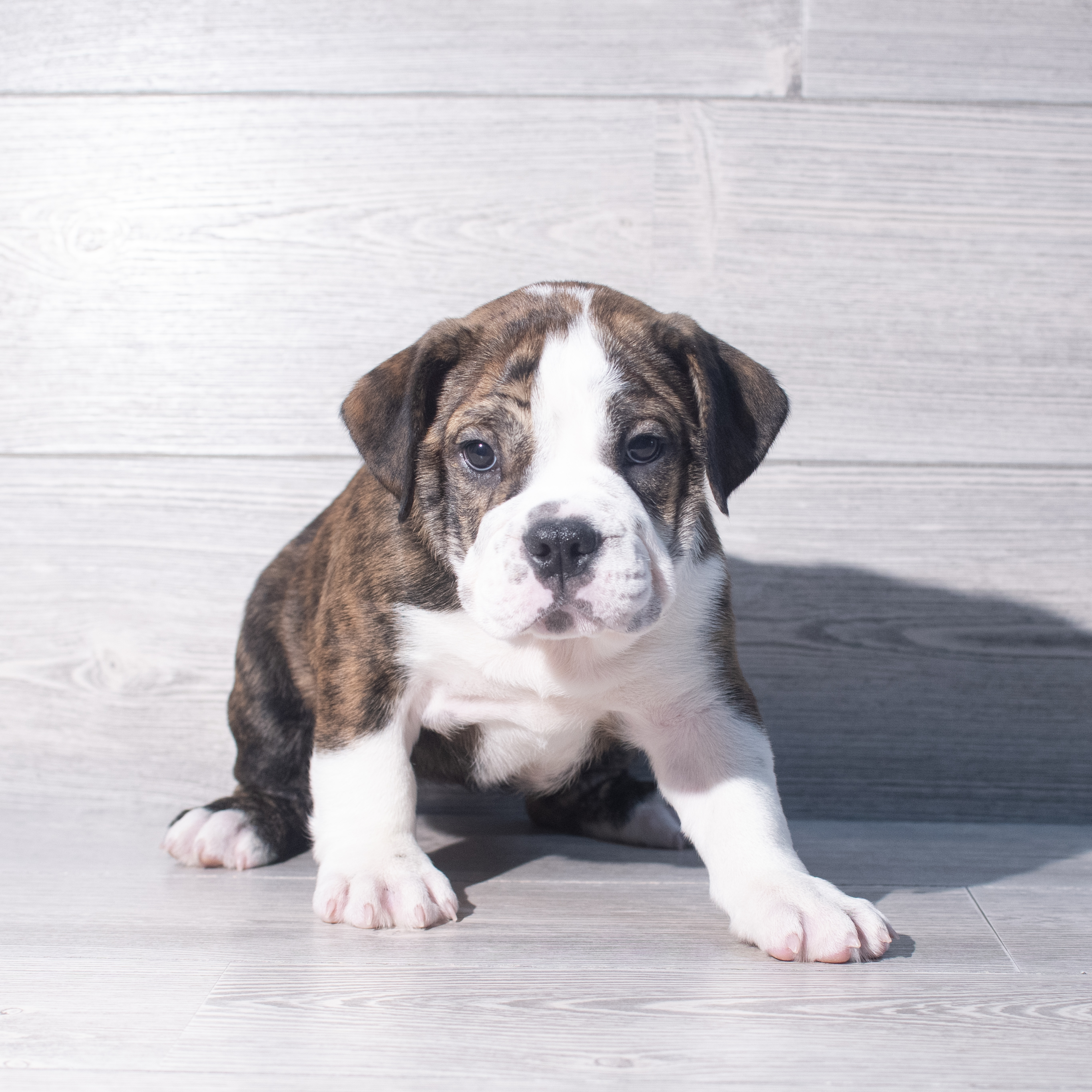 Beabull 7/8 (F) 2367 Image #1