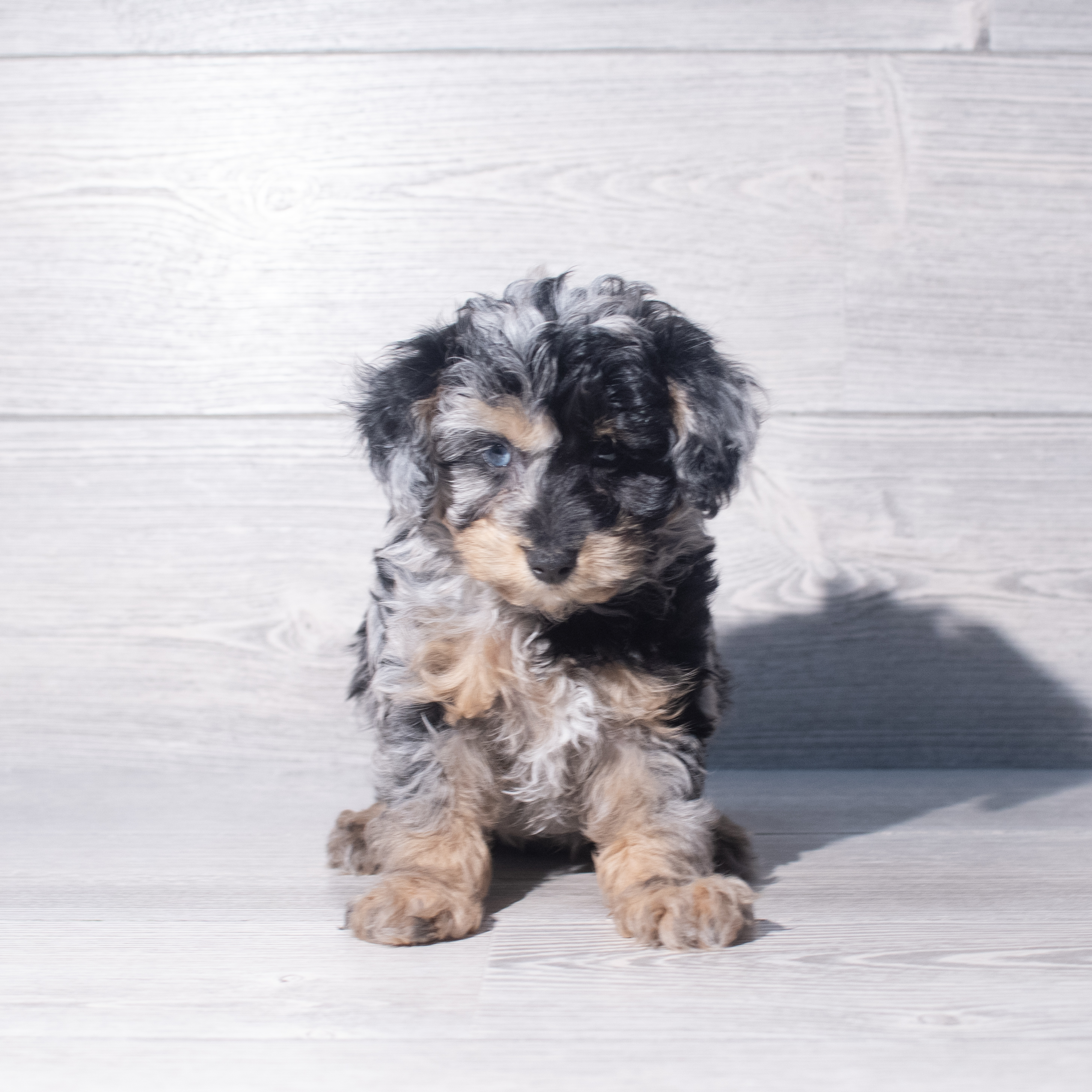 Aussiepoo Mini (F) 2365 Image #1