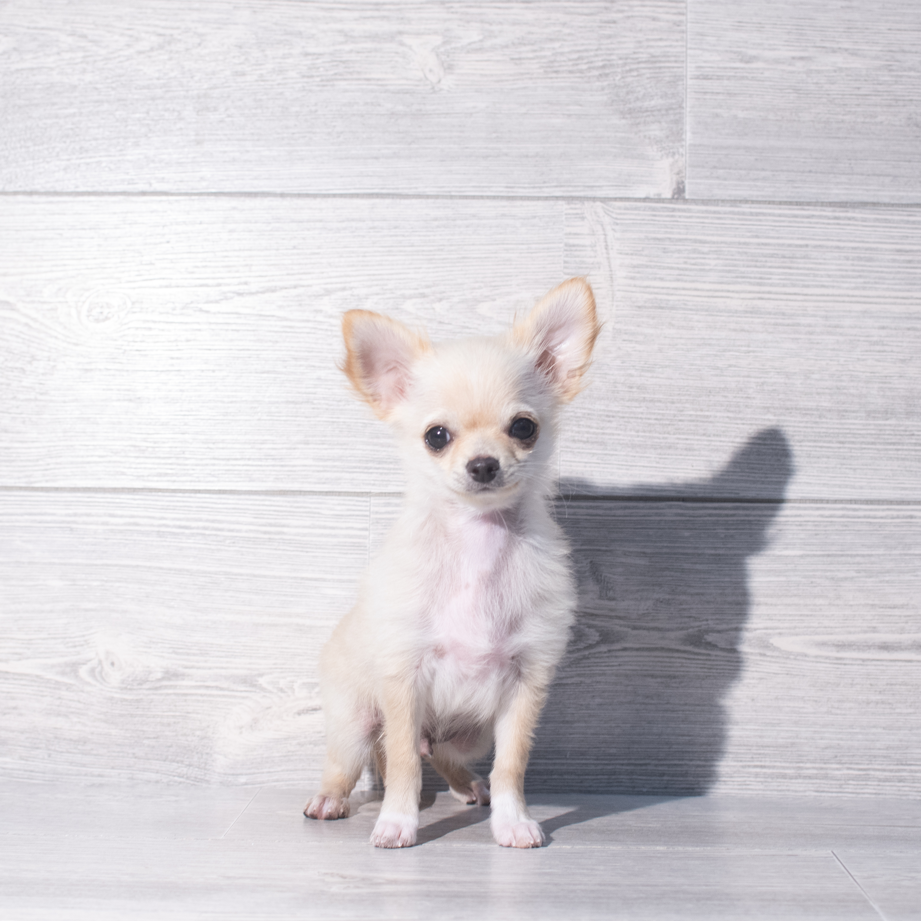 Chihuahua (M) 2369 Image #1