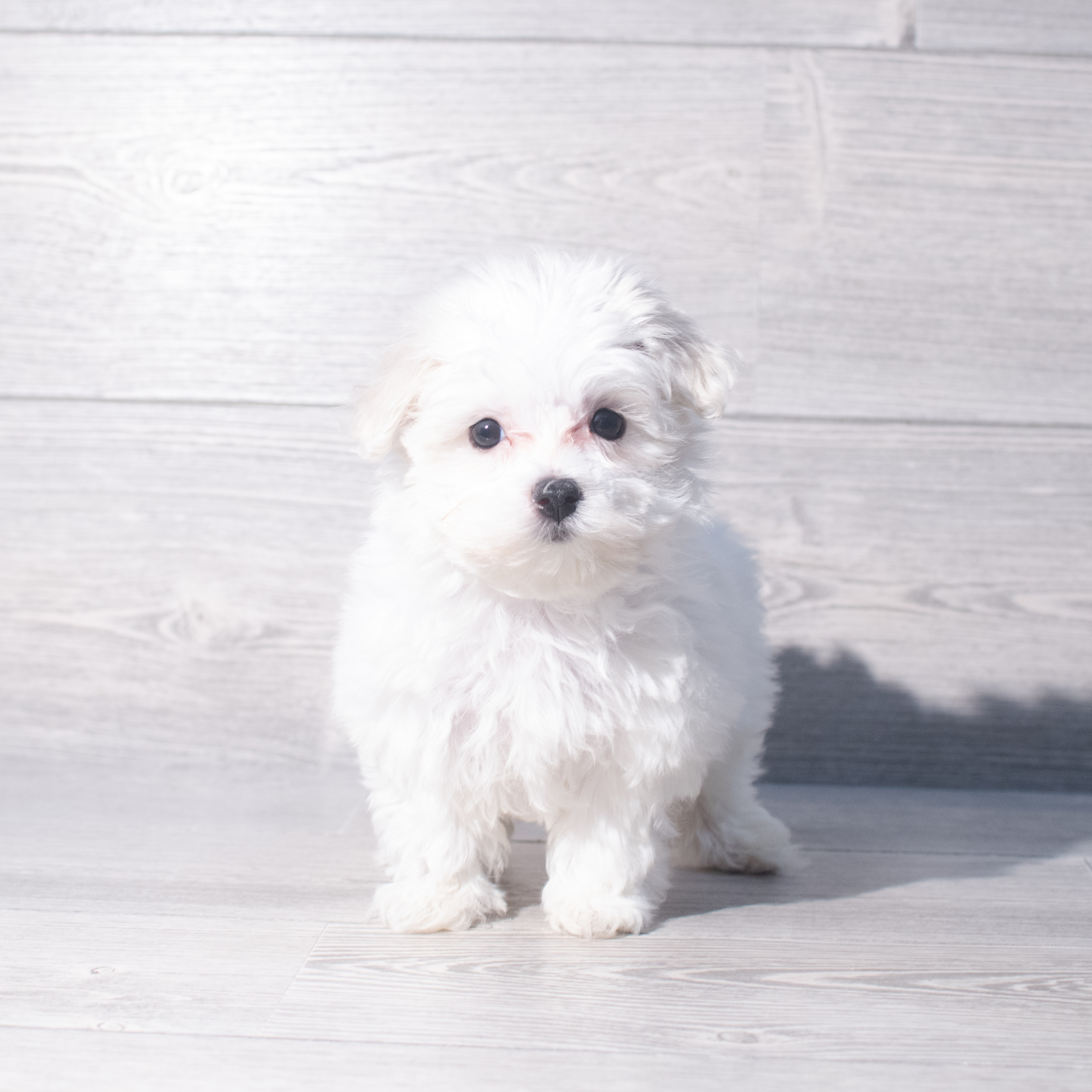 Maltese (F) 2372 Image #1