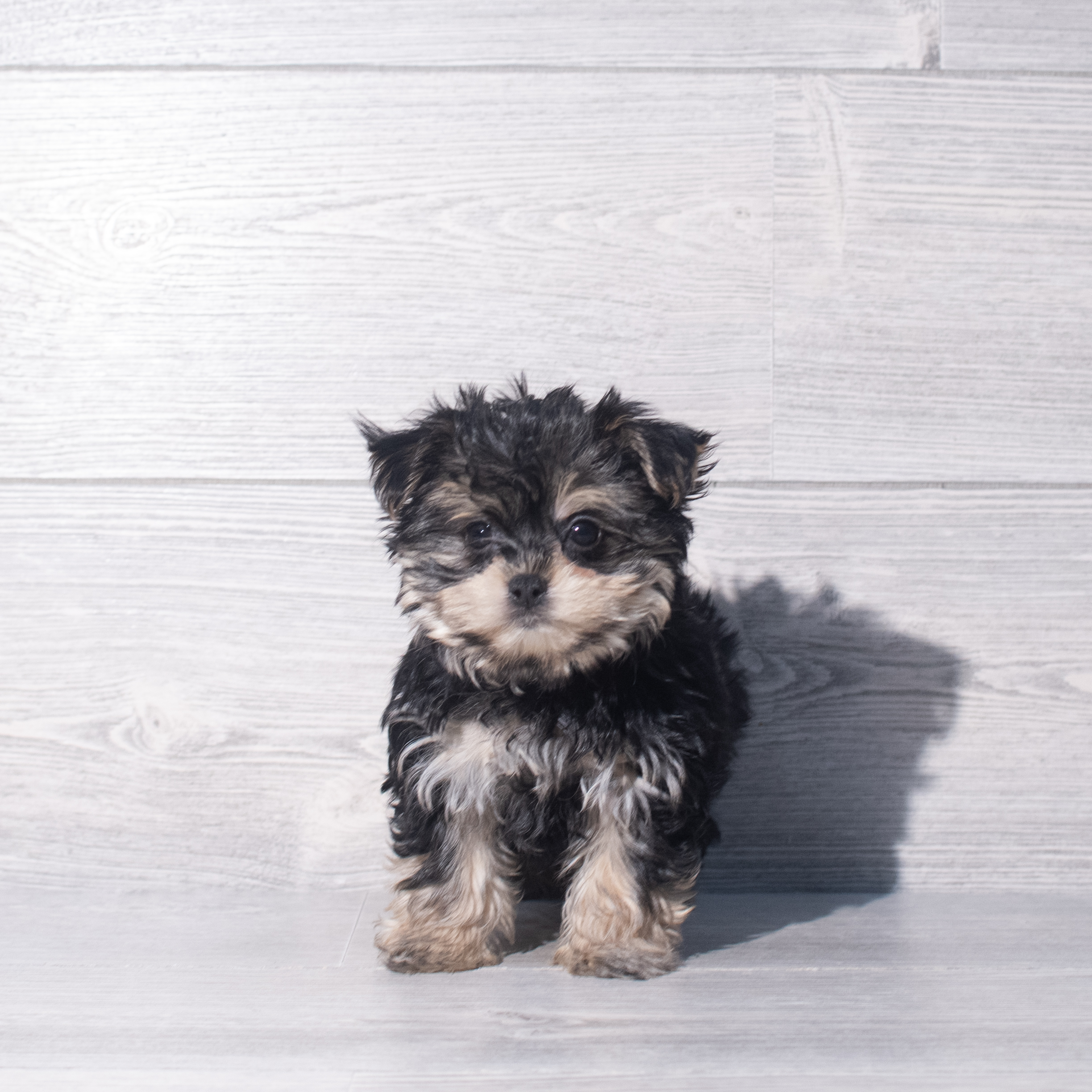 Morkie (F) 2373 Image #1