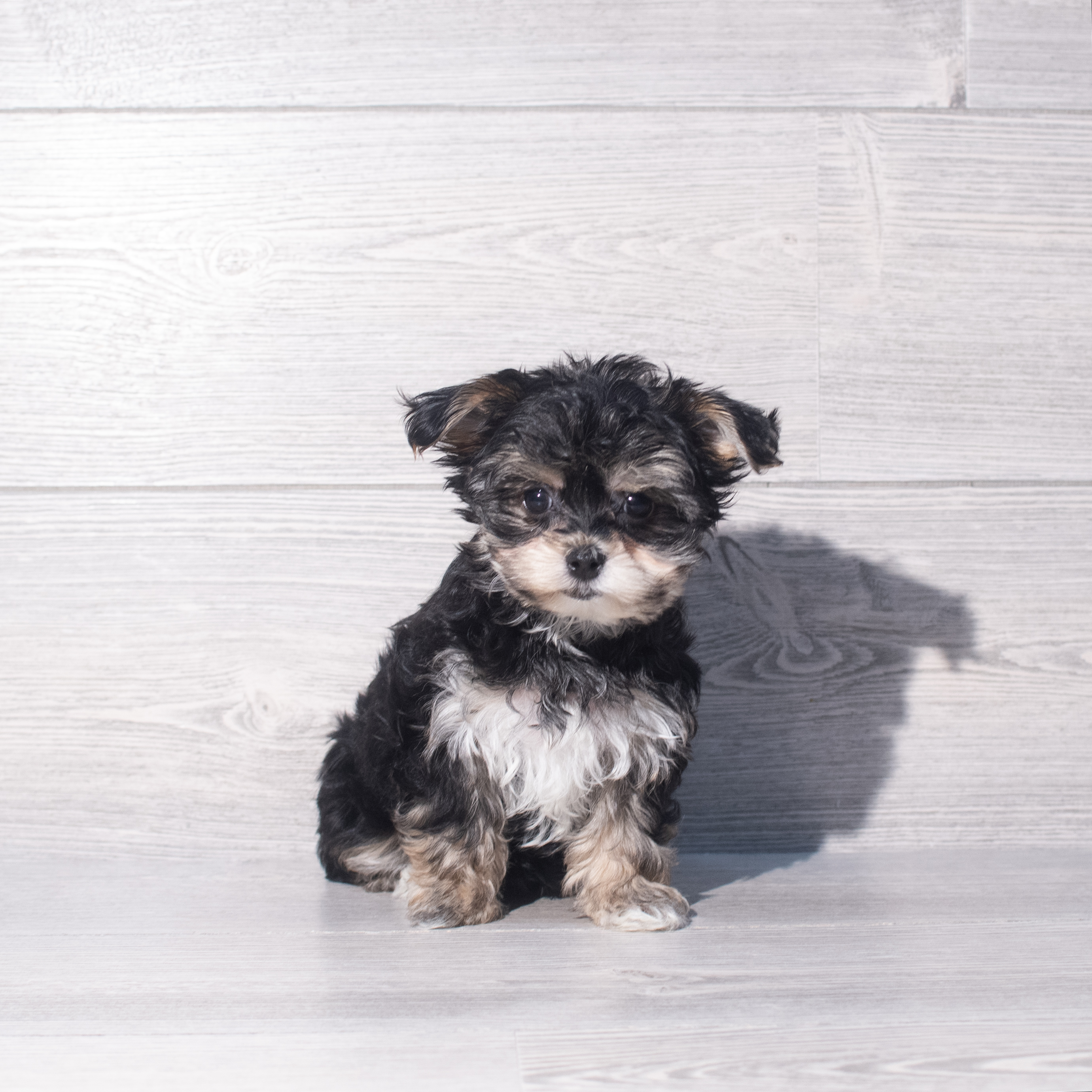 Morkie (F) 2374 Image #1