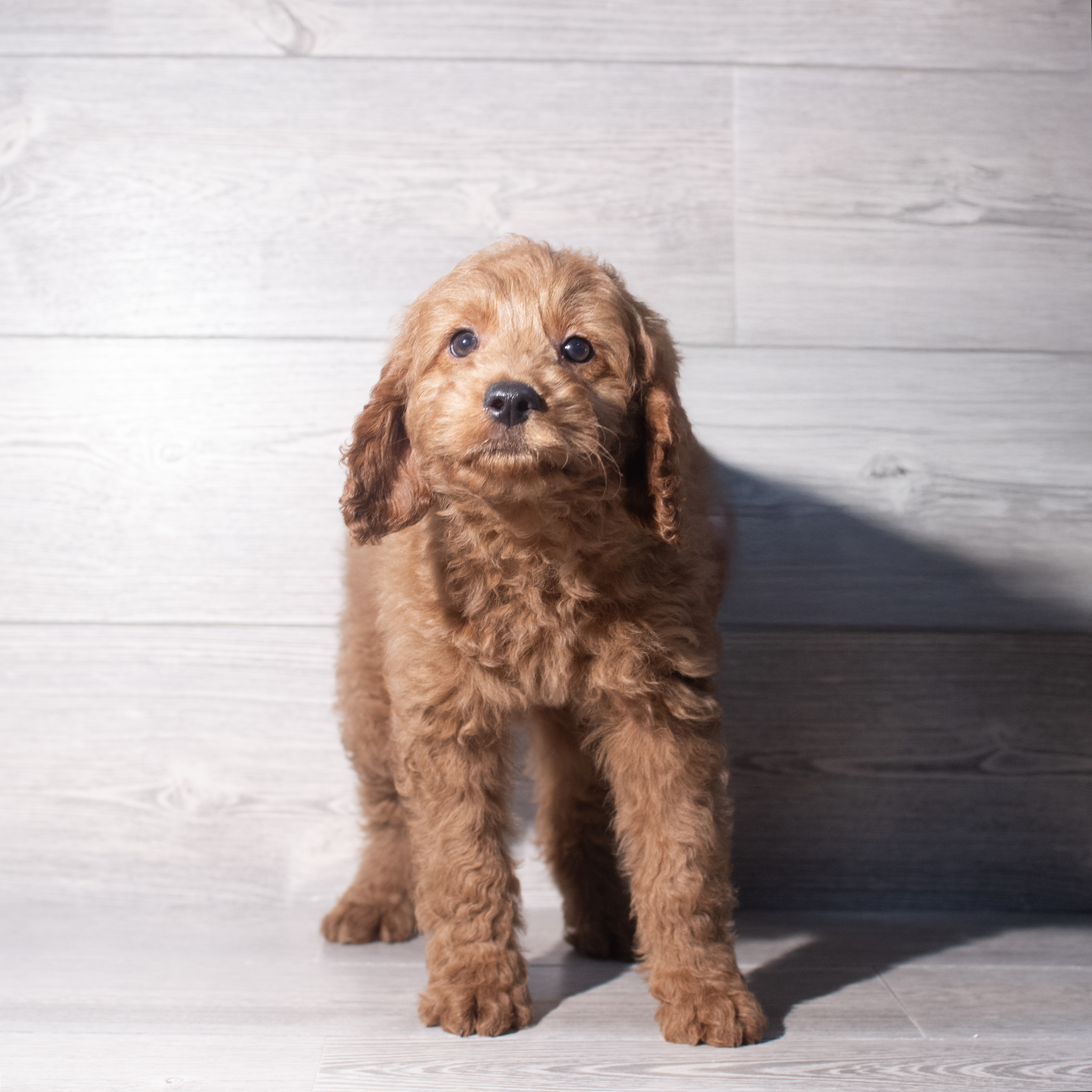 Goldendoodle Mini F1 (F) 2376 Image #1