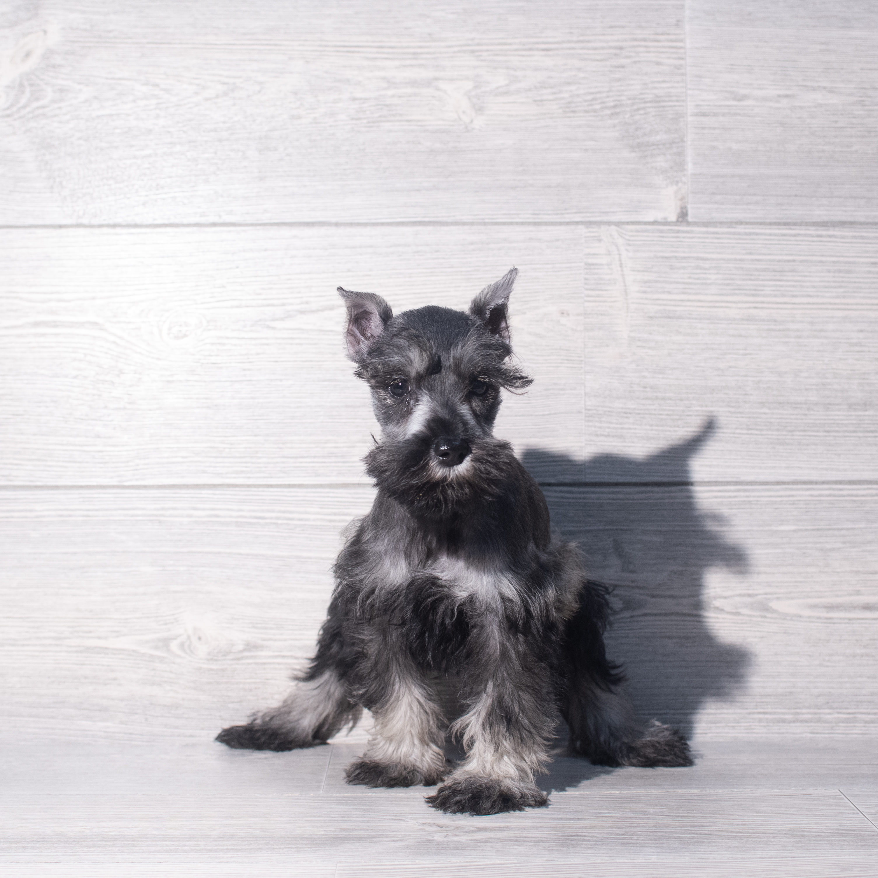 Miniature Schnauzer (F) 2378 Image #1