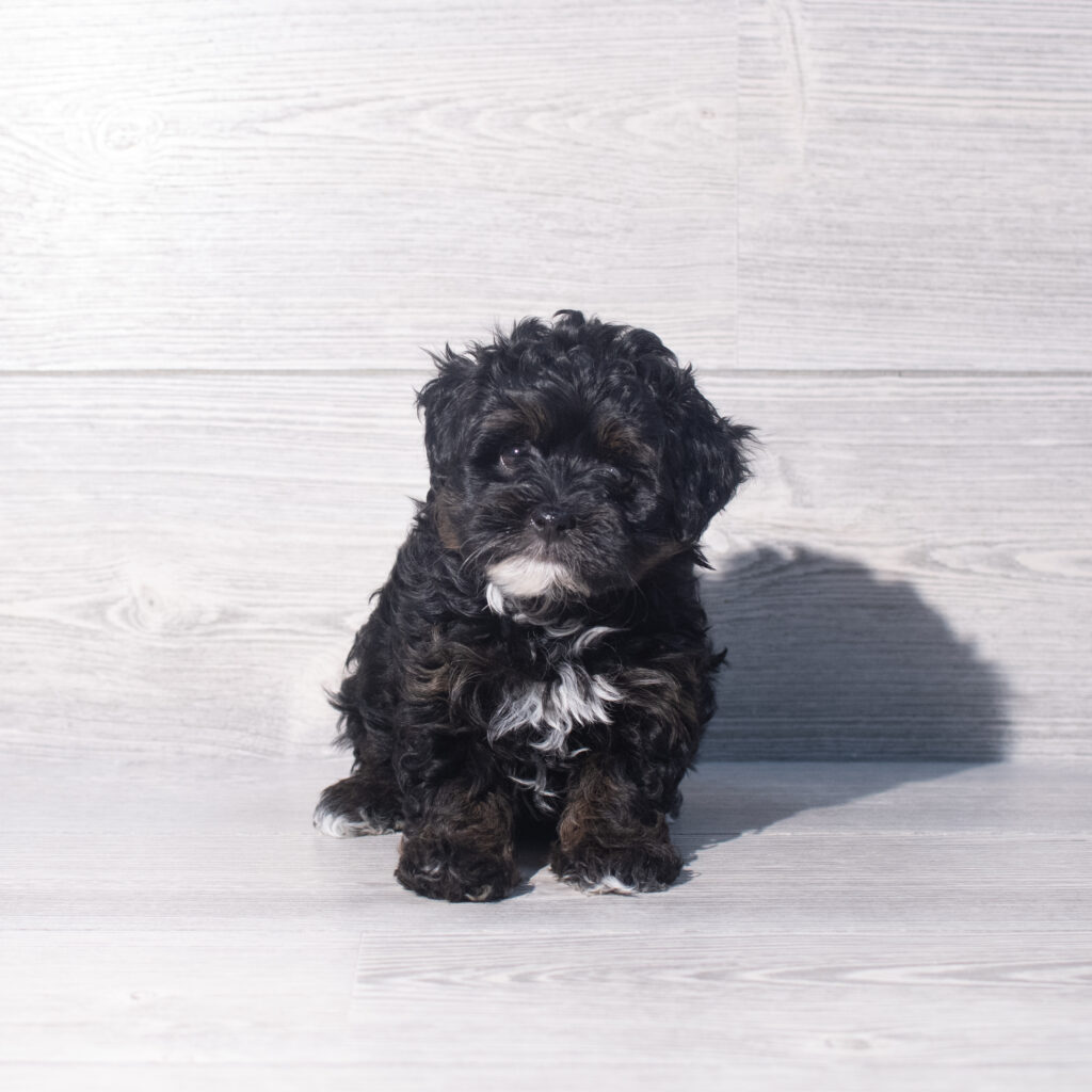 [#26824-05]  - Black White / Tan F Havapoo Puppies for Sale