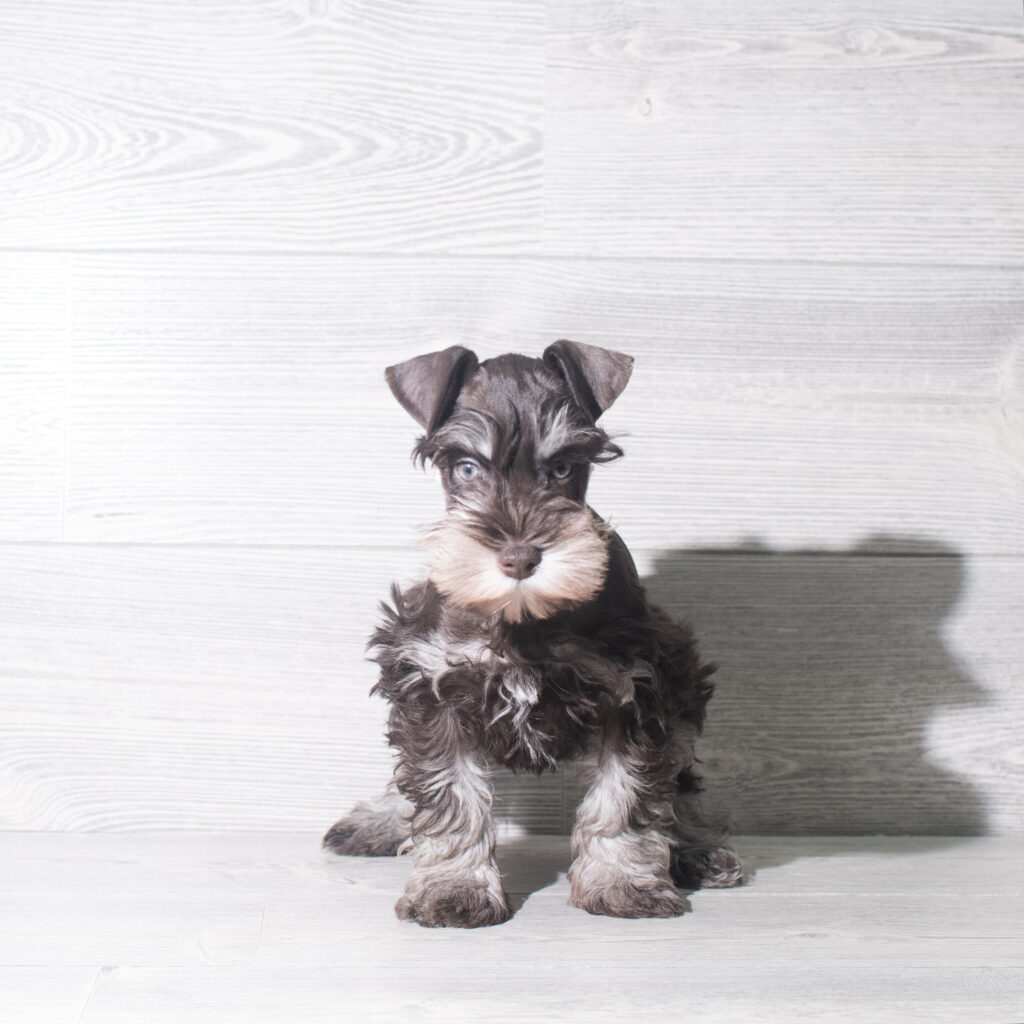 [#26866-01]  - Liver M Miniature Schnauzer Puppies for Sale