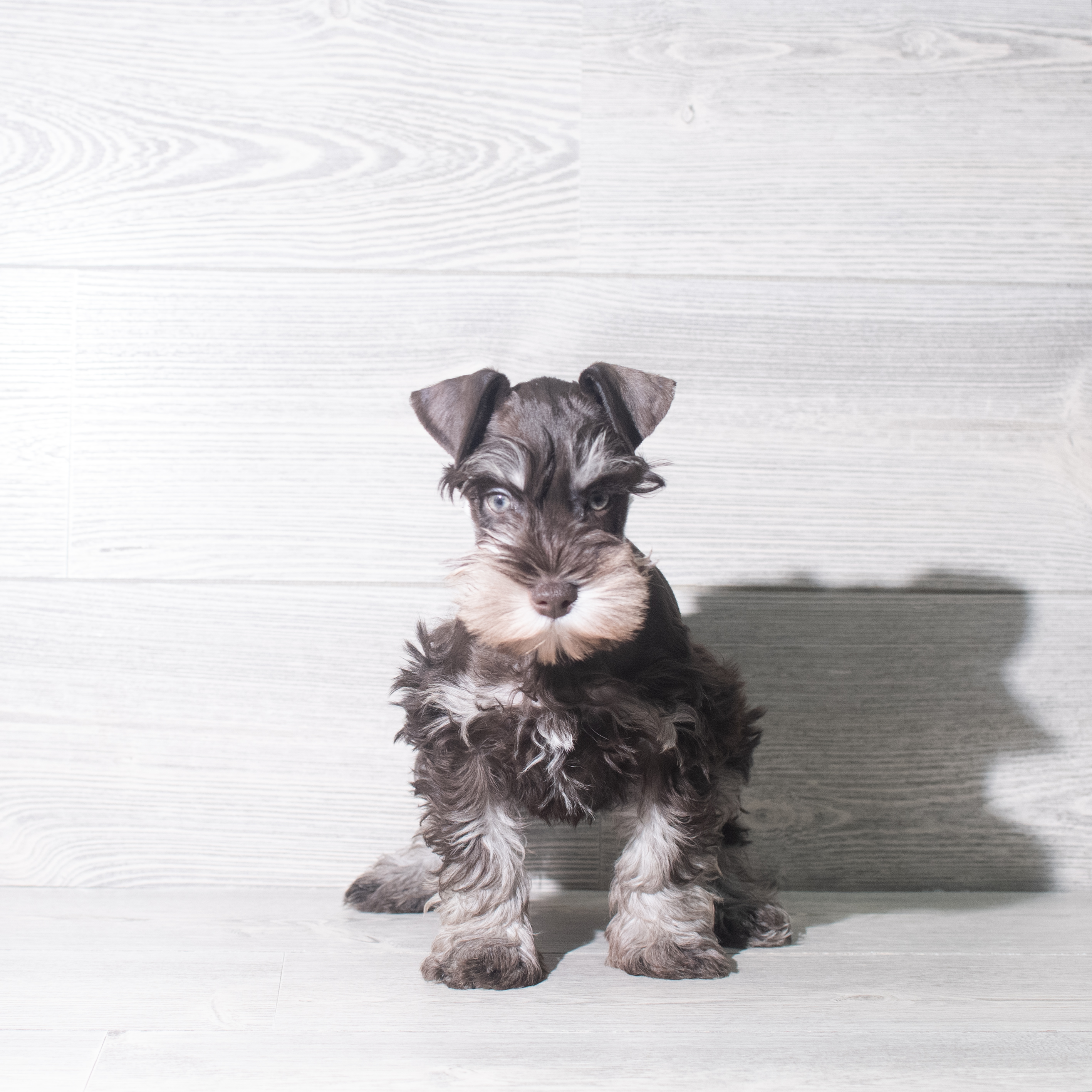 Miniature Schnauzer (M) 5997 Image #1