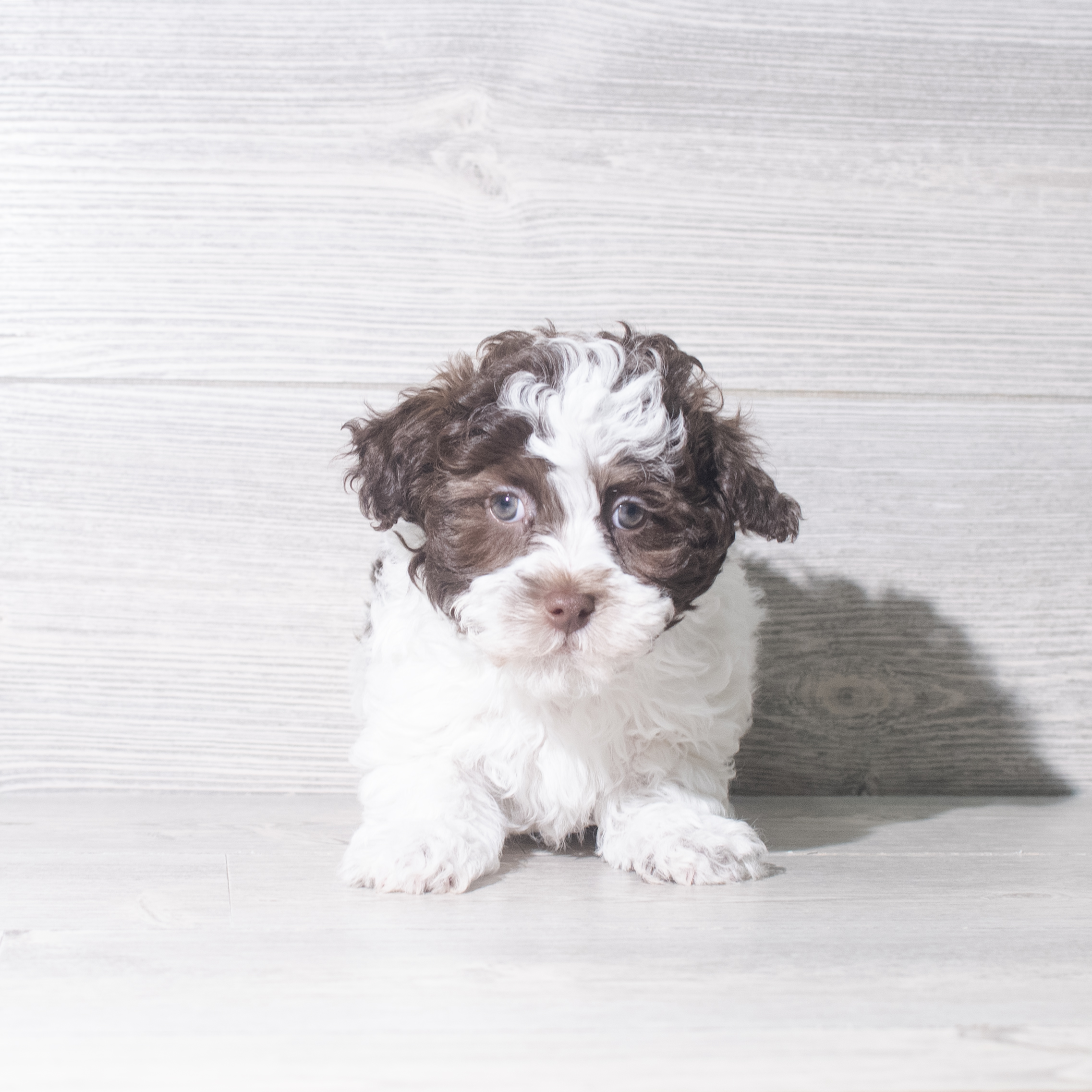 Havanese (M) 5978 Image #1