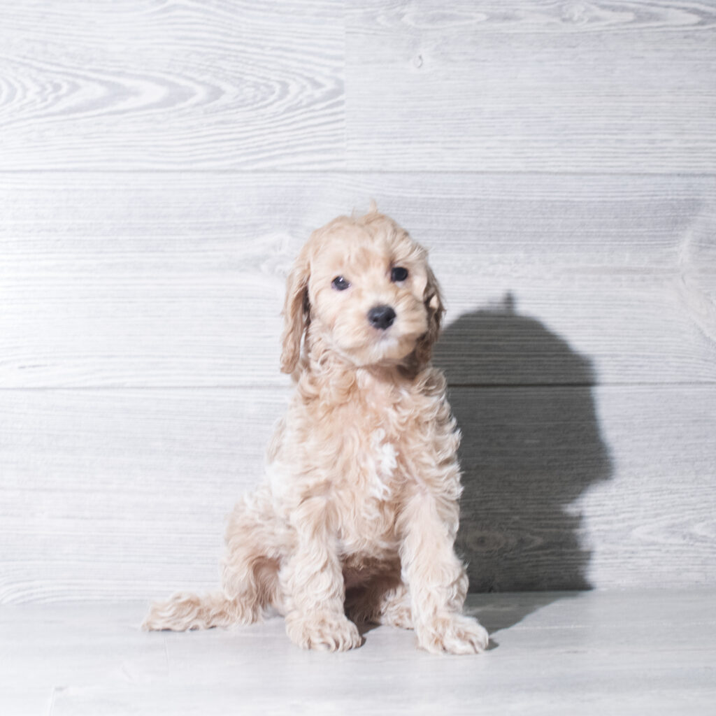 [#26781-04]  - Buff M Cock A Poo Puppies for Sale