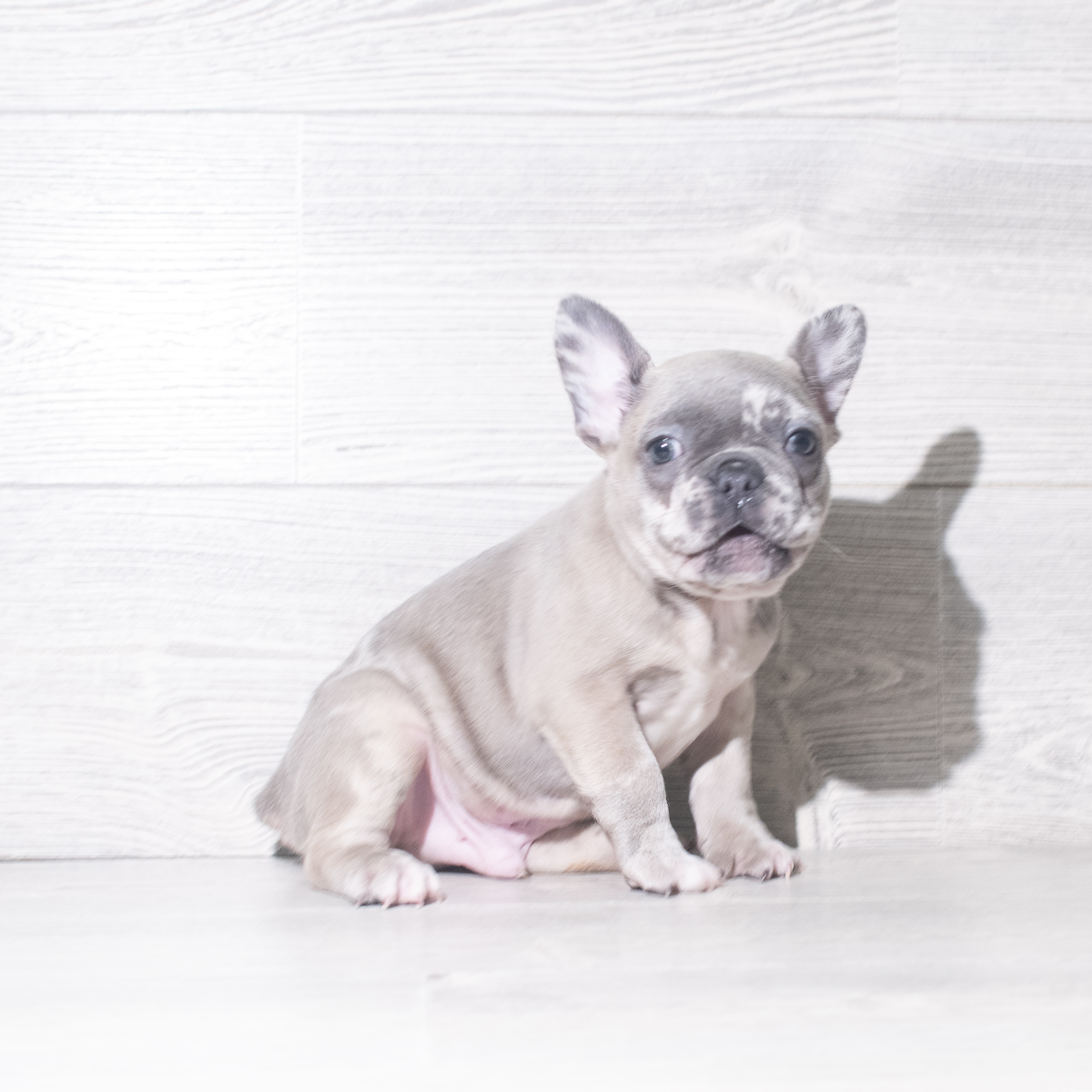 French Bulldog (M) 5981 Image #1