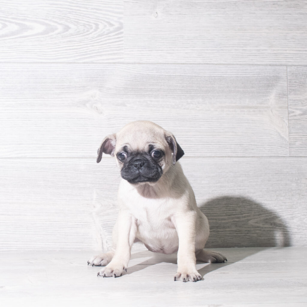 [#26900-05]  - Fawn F Pug Puppies for Sale