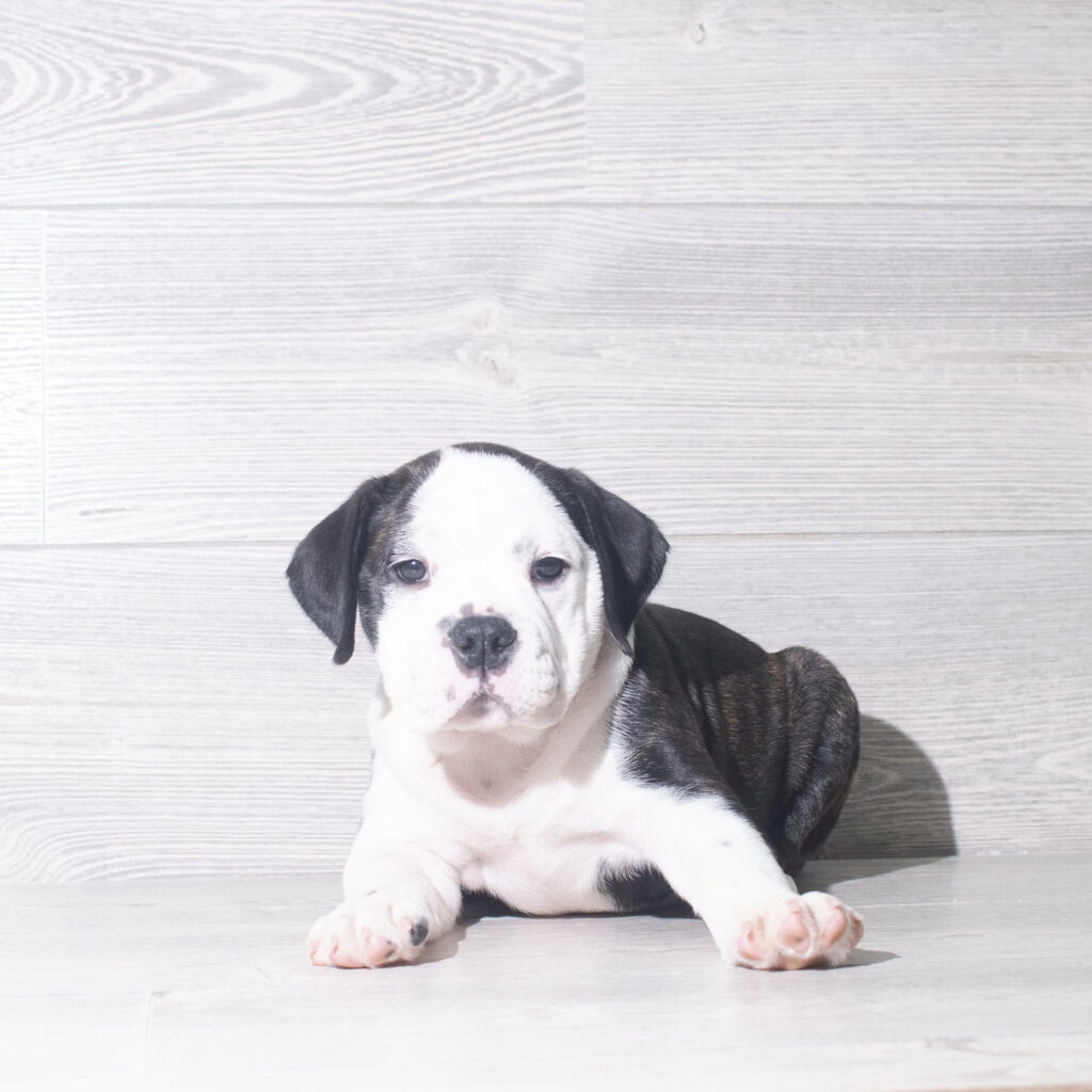 [#26907-03]  - Black / White F Beabull 7/8 Puppies for Sale