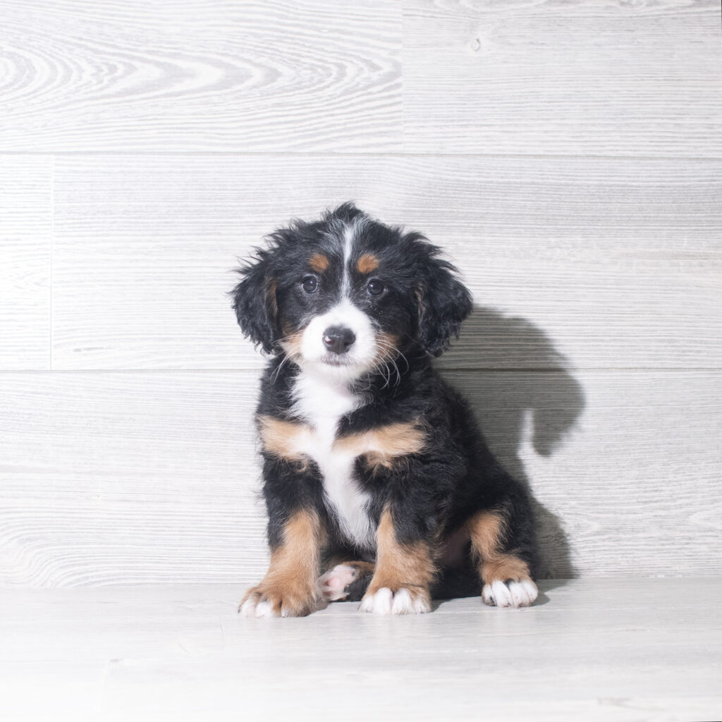[#26925-02]  - Black Tan / White M Poodle Moyen/Bernedoodle Puppies for Sale
