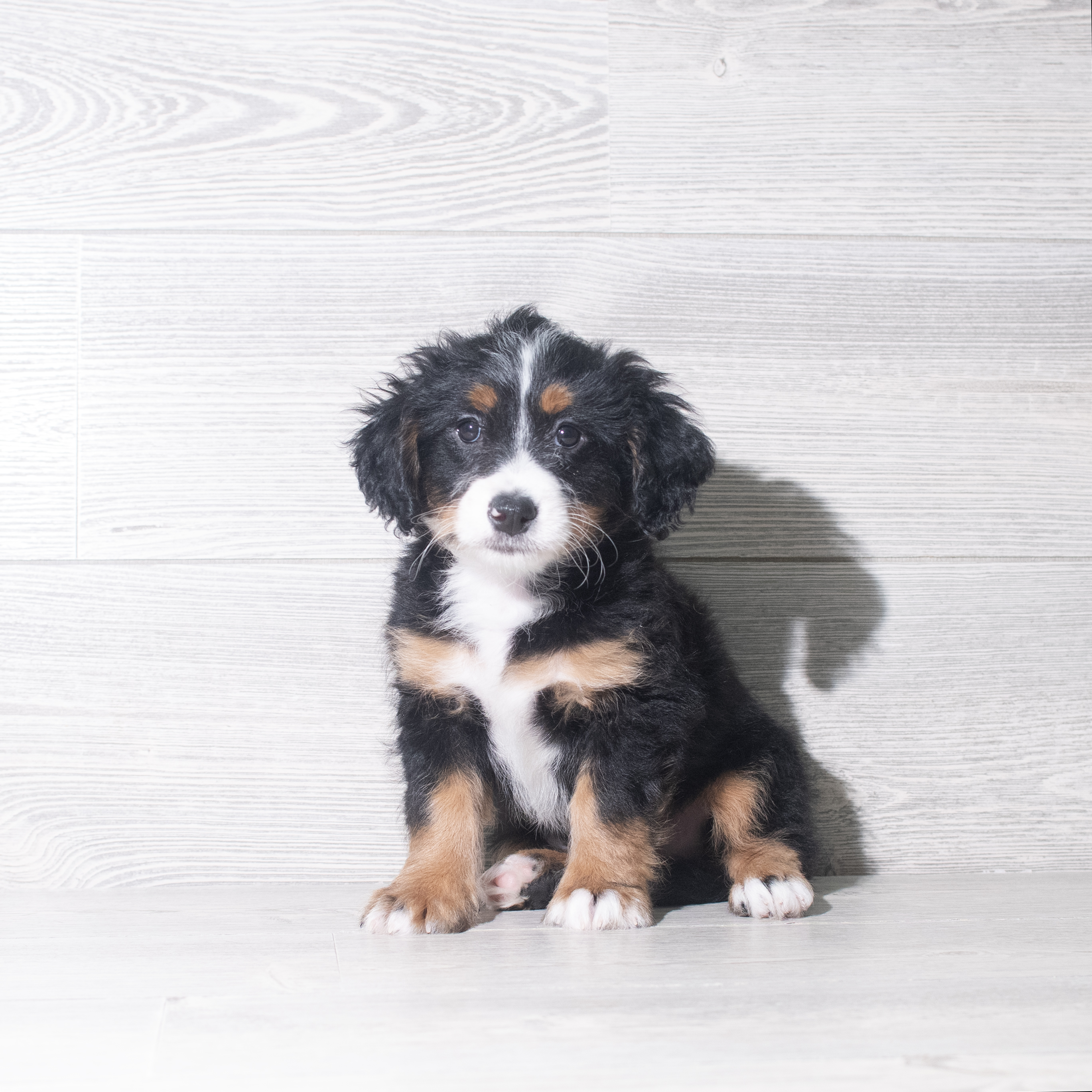 Bernedoodle (M) 5984 Image #1