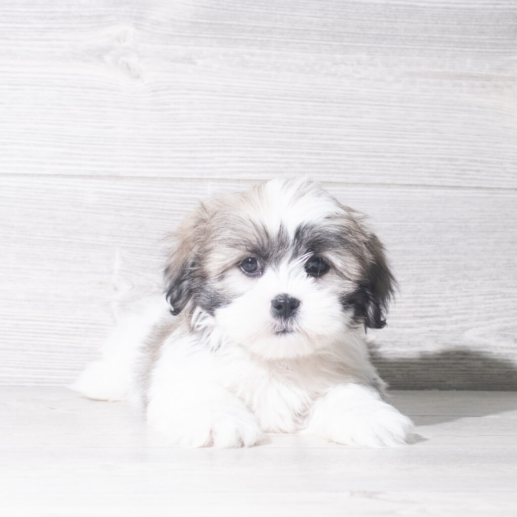 [#26959-05]  - Brindle / White F Lhasa Apso Puppies for Sale