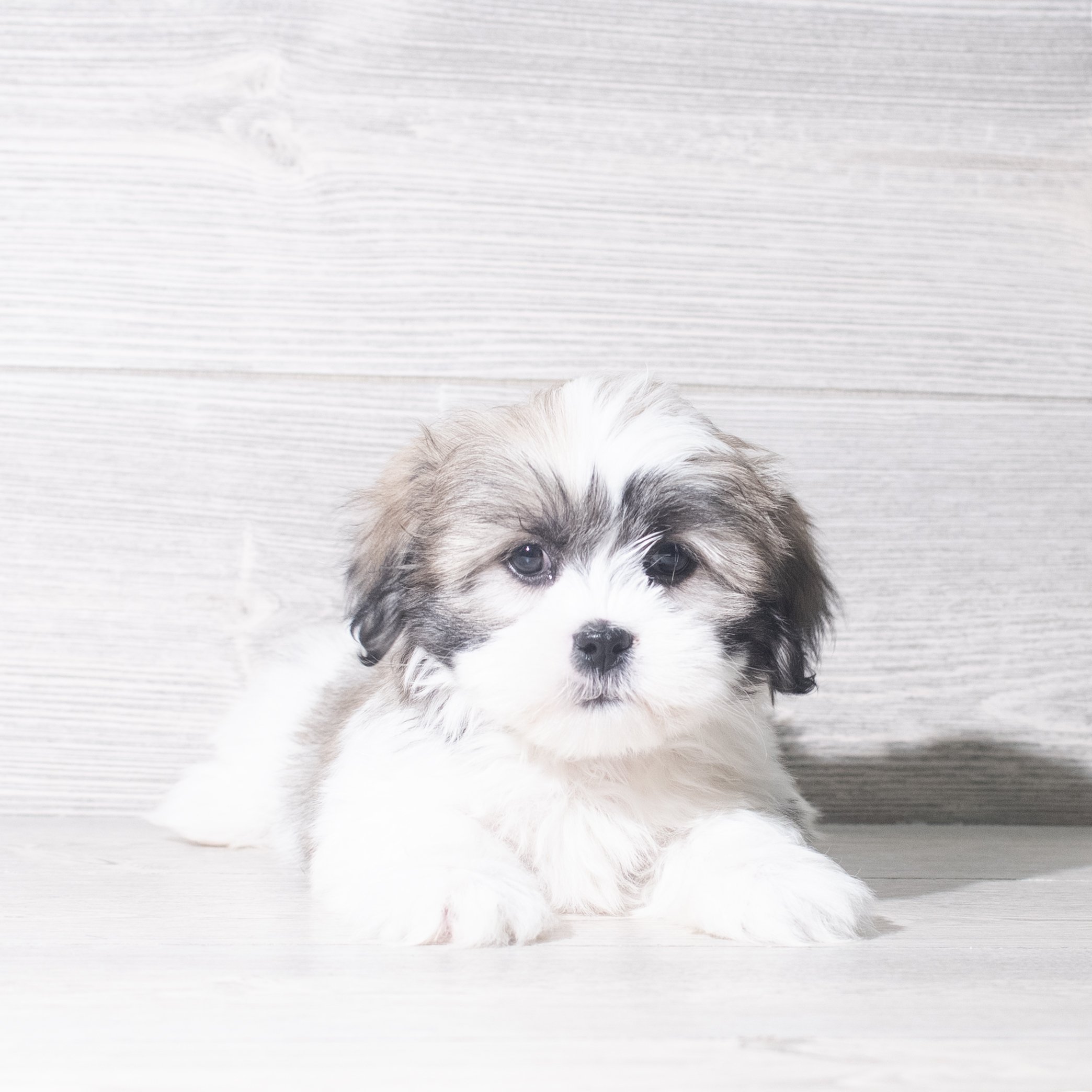 Lhasa Apso (F) 5986 Image #1
