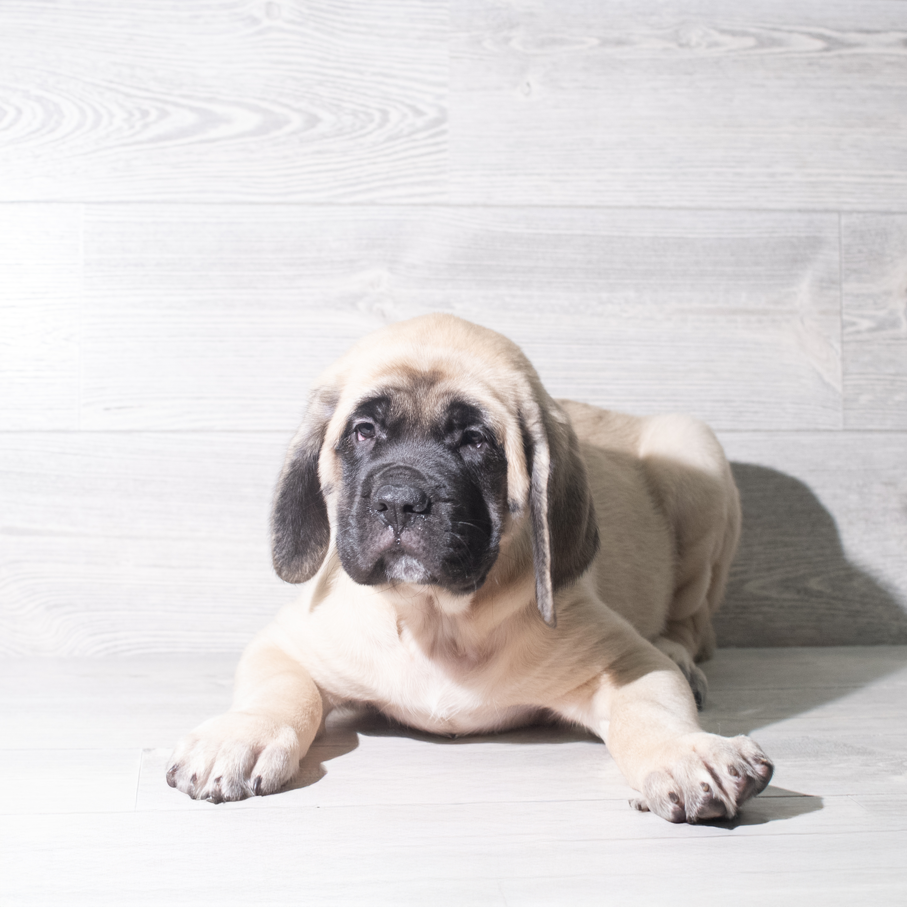 English Mastiff (F) 5990 Image #1