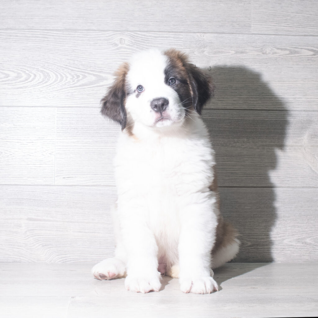 [#26106-02]  - Sable / White M Saint Bernard Puppies for Sale