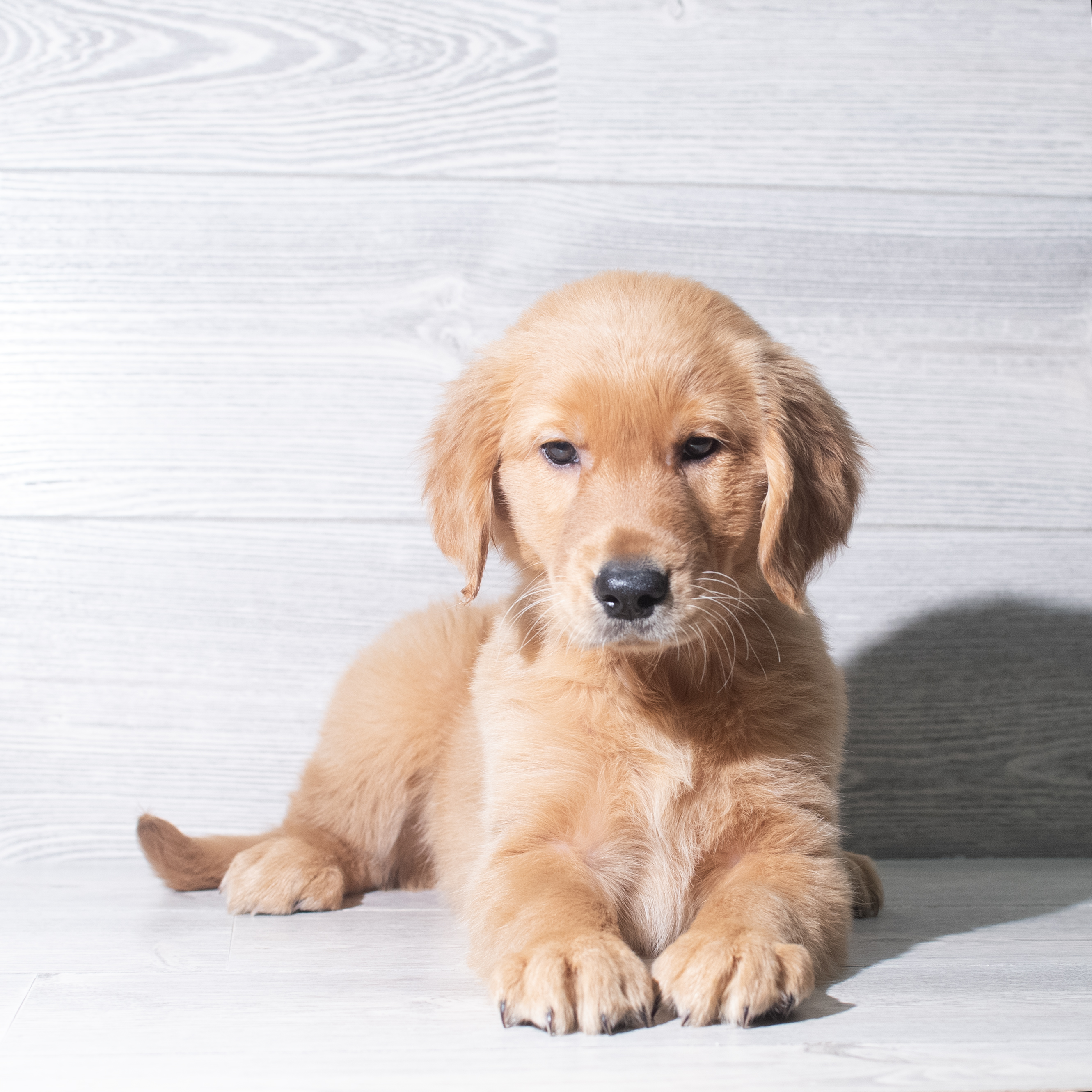 Golden Retriever (F) 5991 Image #1