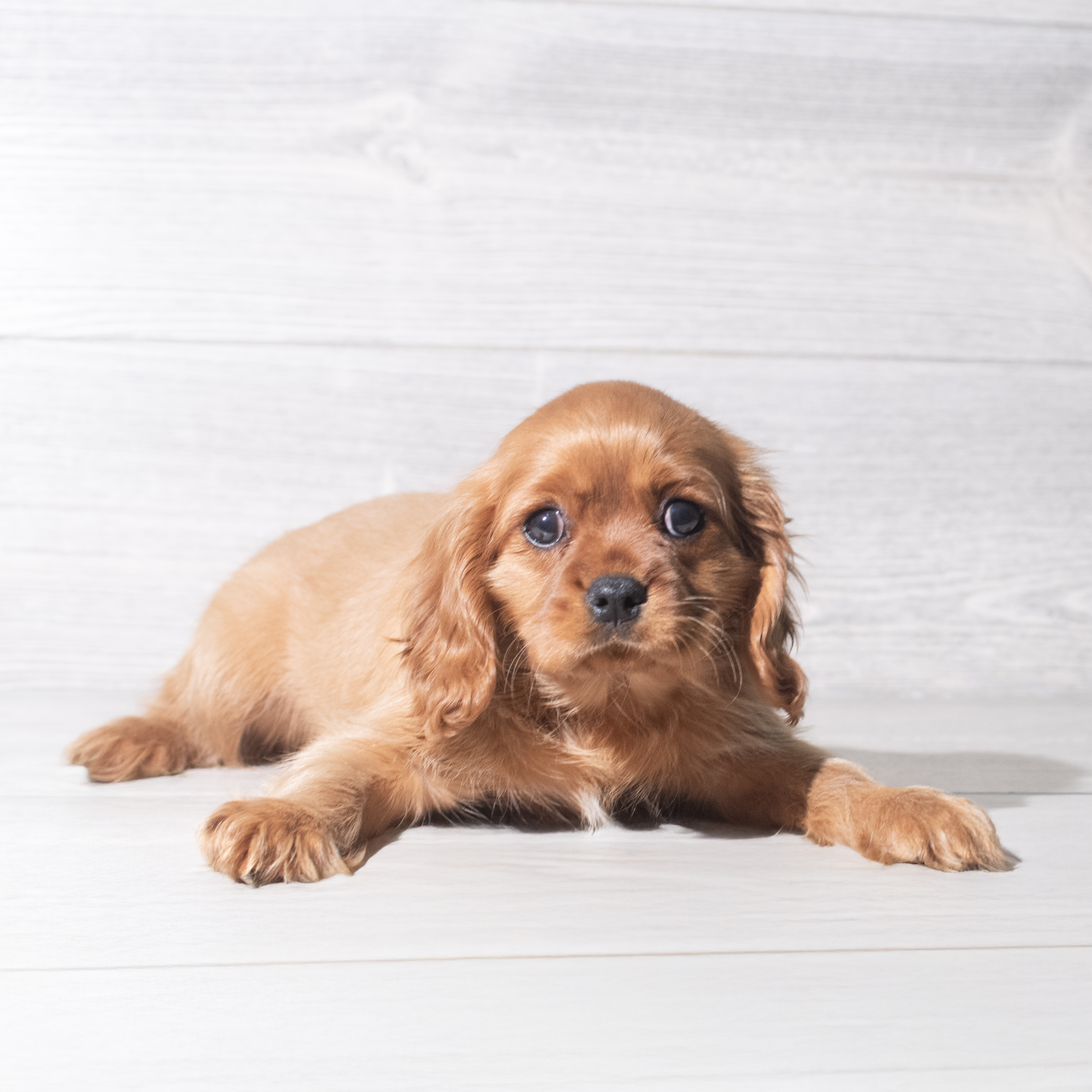 Cavalier King Charles Spaniel (M) 5992 Image #1