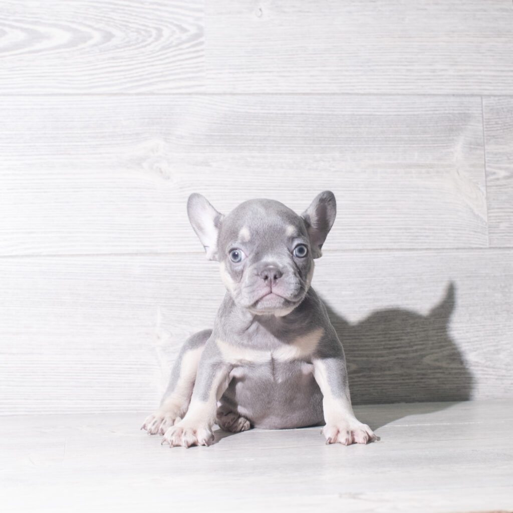 [#261147-01]  - Lilac / Tan M French Bulldog Puppies for Sale