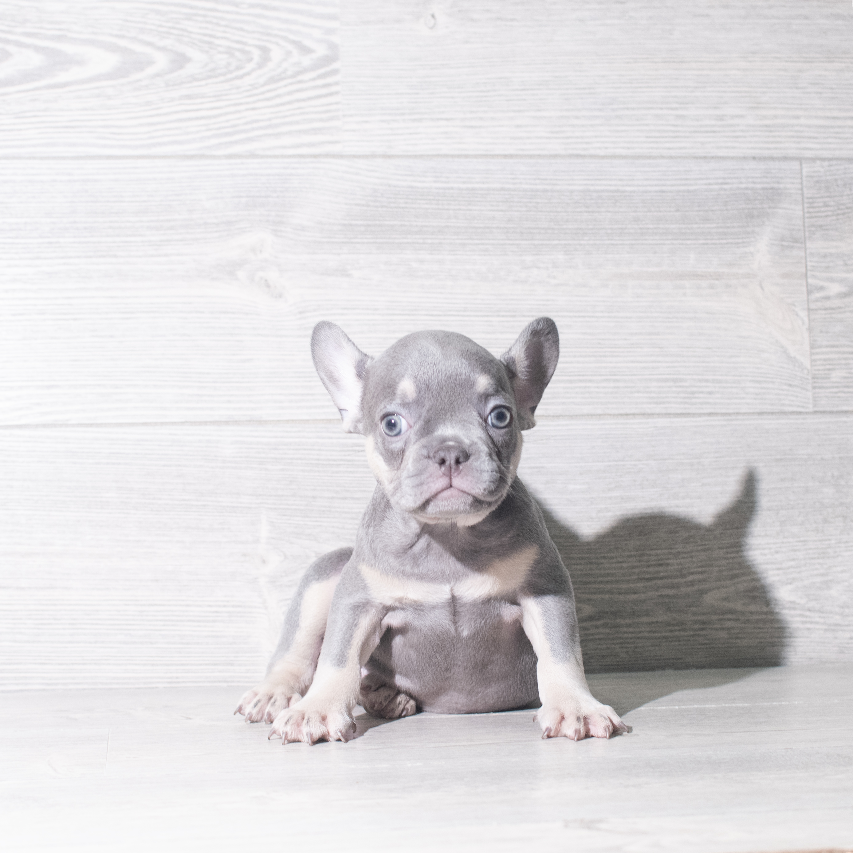 French Bulldog (M-N) 5993 Image #1
