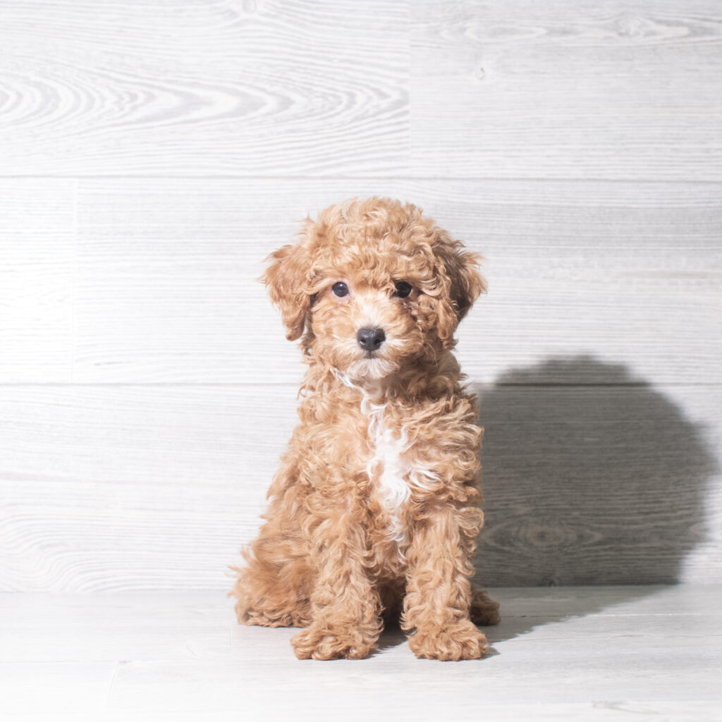 [#26908-02]  - Red M Poodle Mini Puppies for Sale