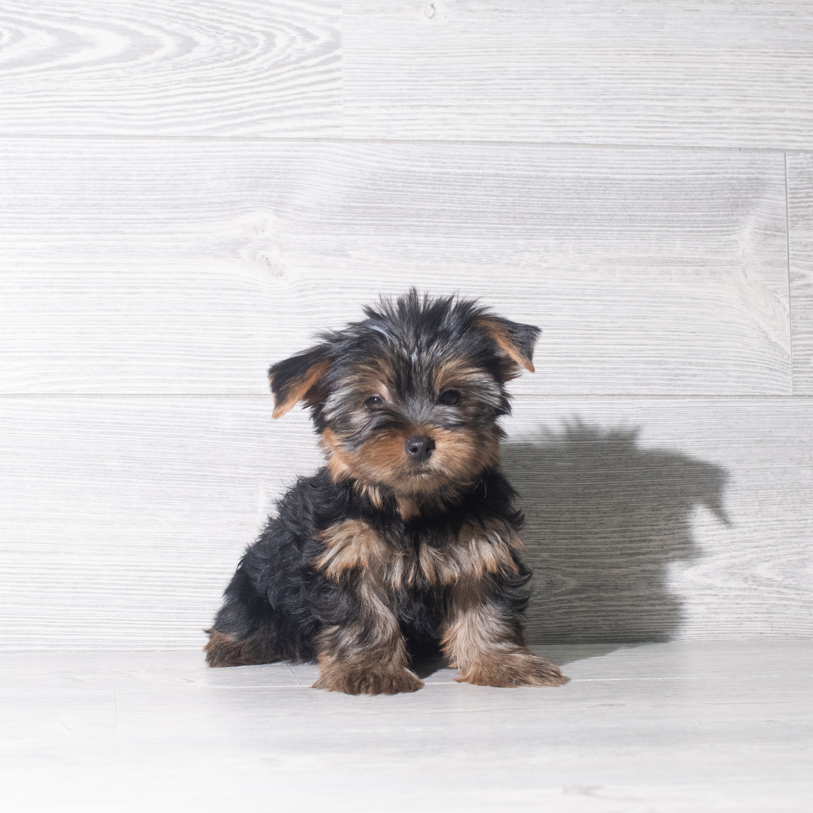 Yorkshire Terrier (M-N) 5995 Image #1