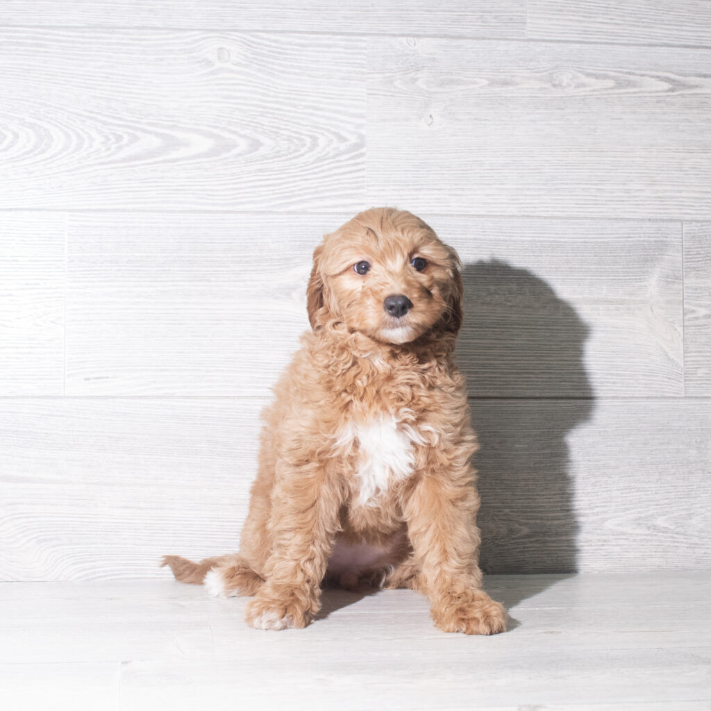 [#26174-08]  - Golden F Goldendoodle Mini F1 Puppies for Sale