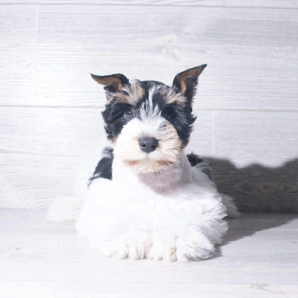 [#26907-01]  - Black / White M Miniature Schnauzer Puppies for Sale