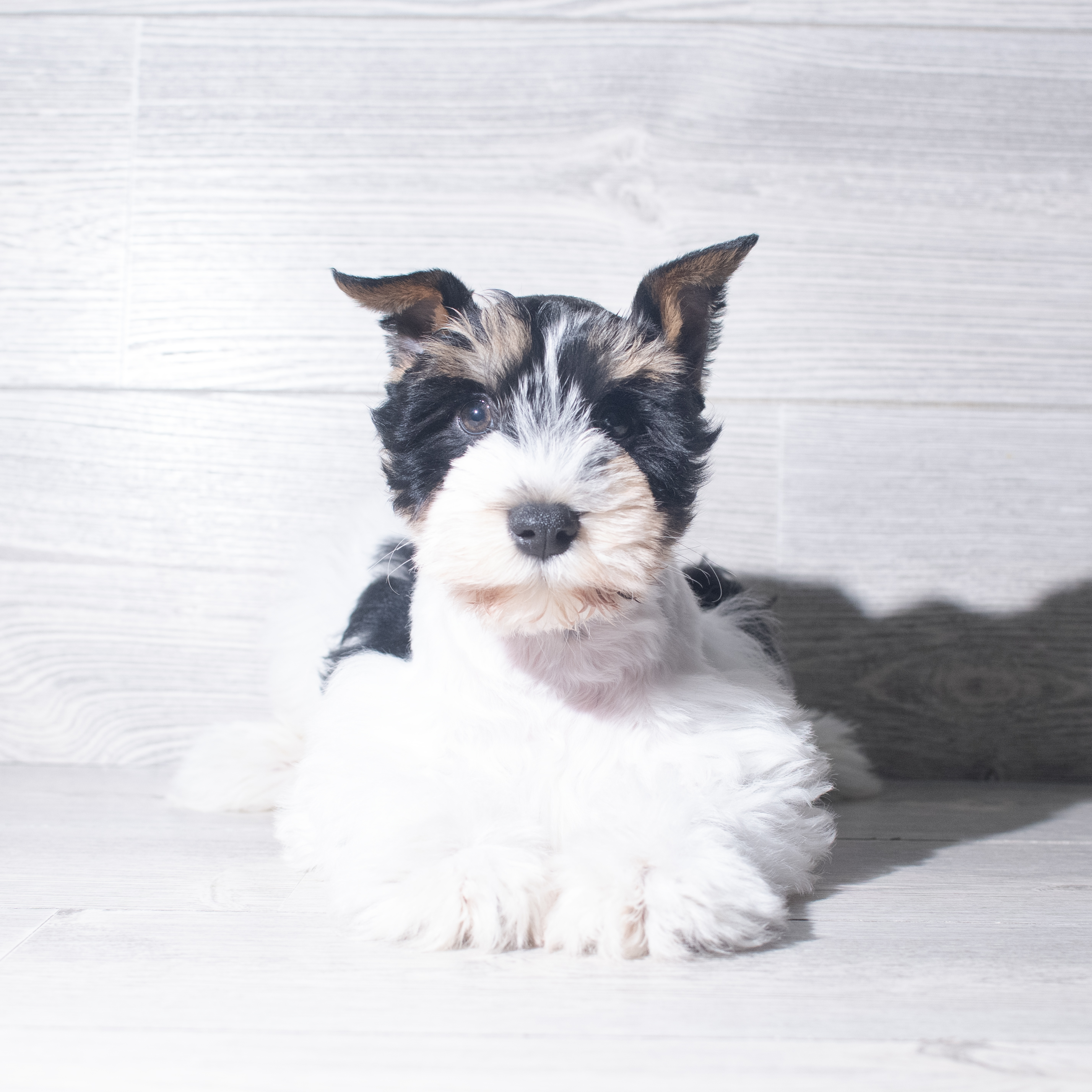 Miniature Schnauzer (M) 6000 Image #1