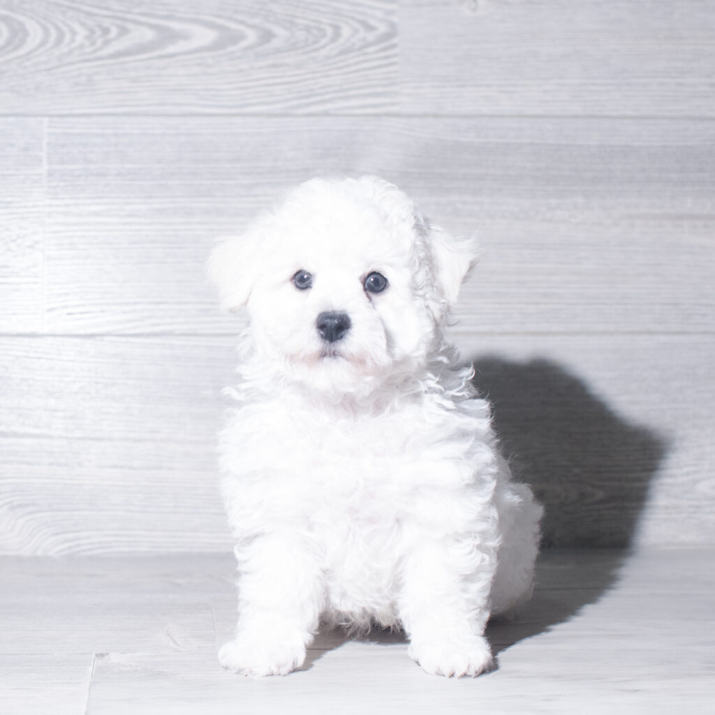 [#261055-01]  - White M Bichon Frise Puppies for Sale