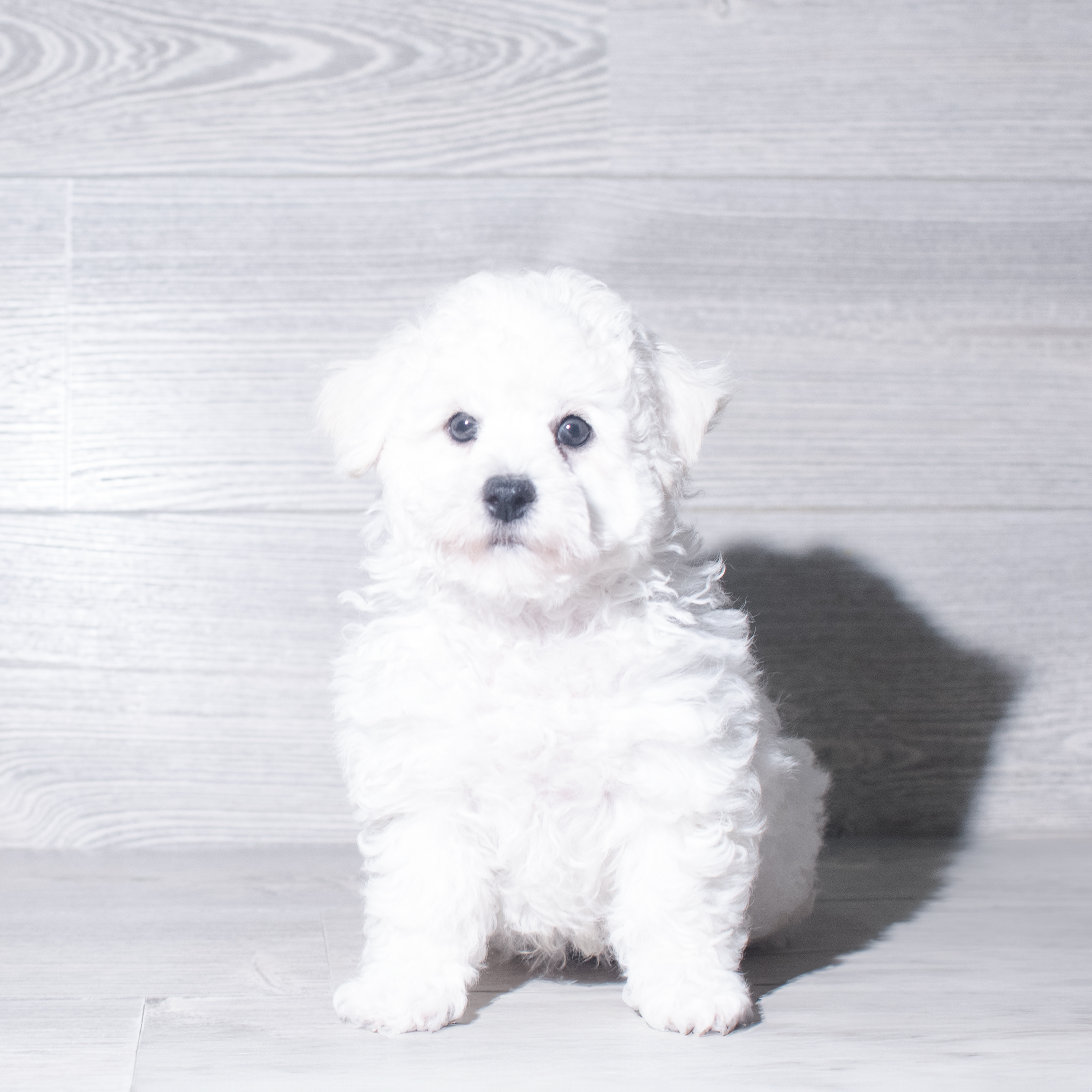Bichon Frise (M) 6002 Image #1