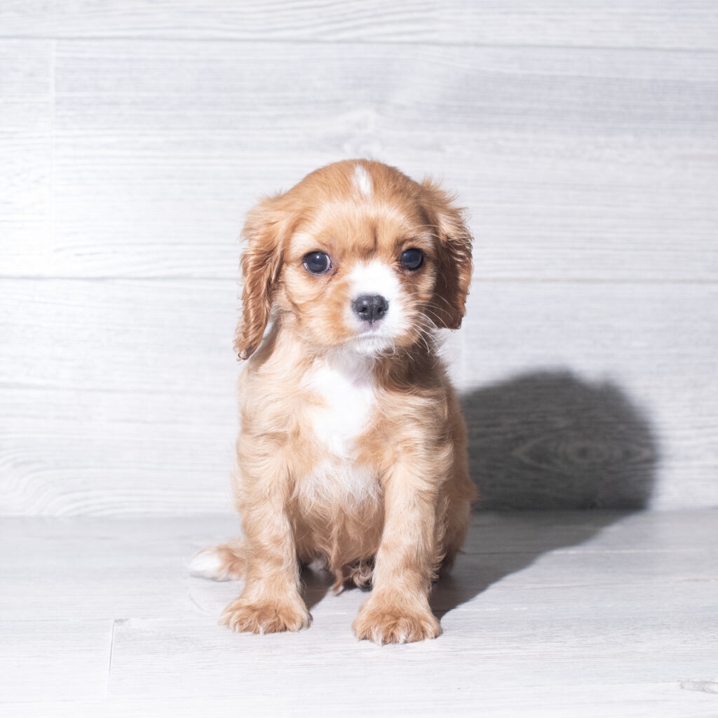 [#261012-04]  - Ruby M Cavalier King Charles Spaniel Puppies for Sale
