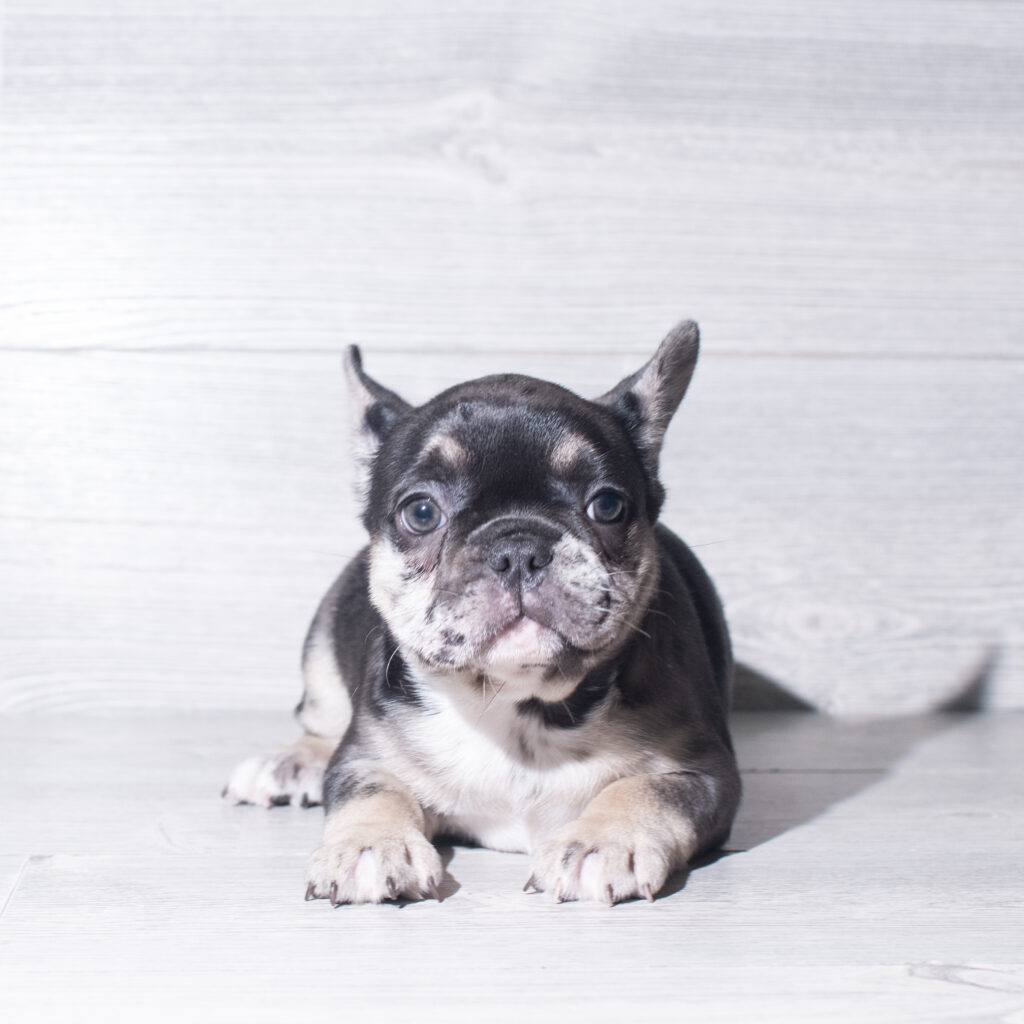 [#26903-02]  - Black Merle F French Bulldog Puppies for Sale