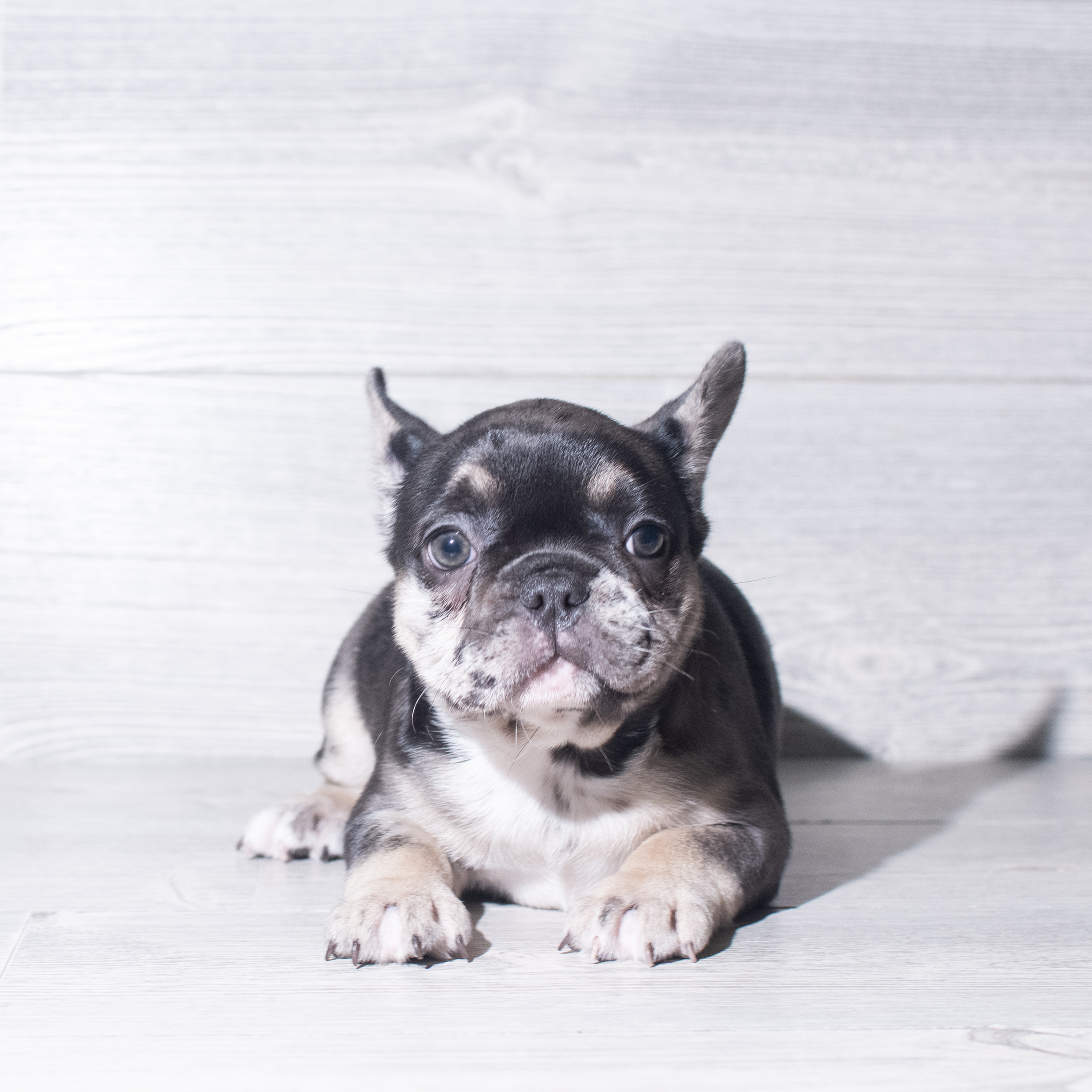 French Bulldog (F) 6003 Image #1