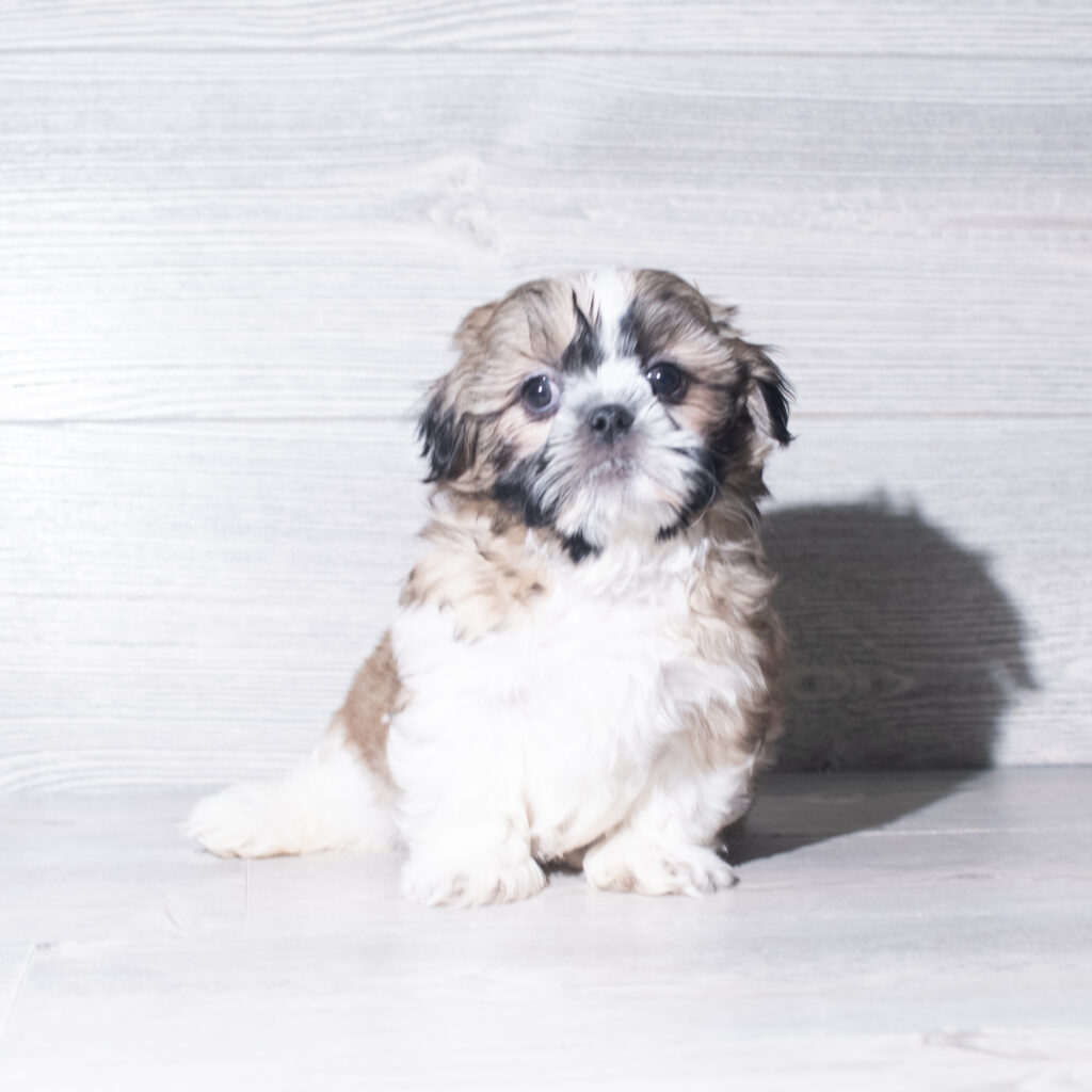[#26926-02]  - Brown / White M Shih Tzu Puppies for Sale
