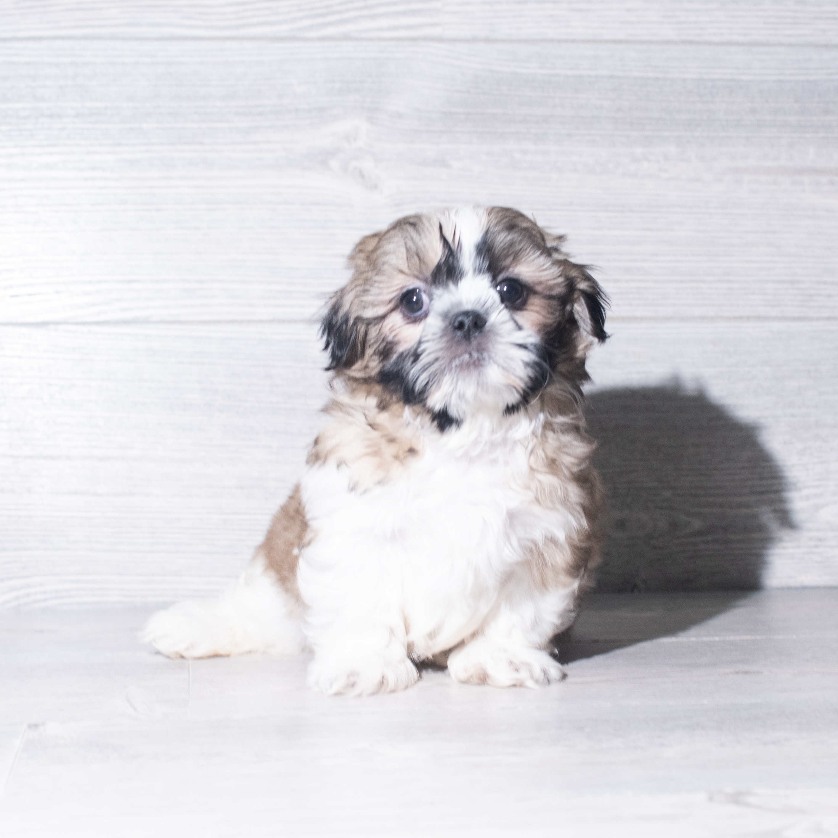 Shih Tzu (M) 6004 Image #1