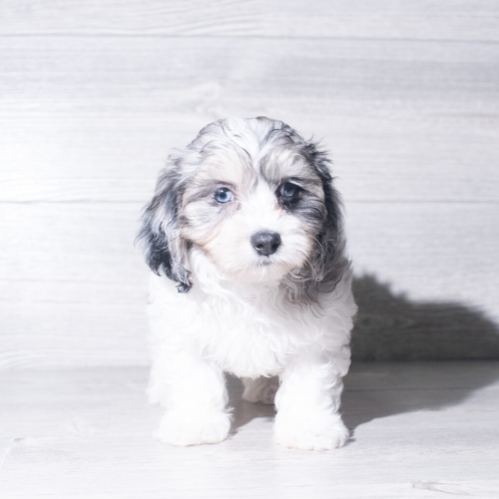 [#26980-01]  - Blue Merle M Maltipoo Puppies for Sale