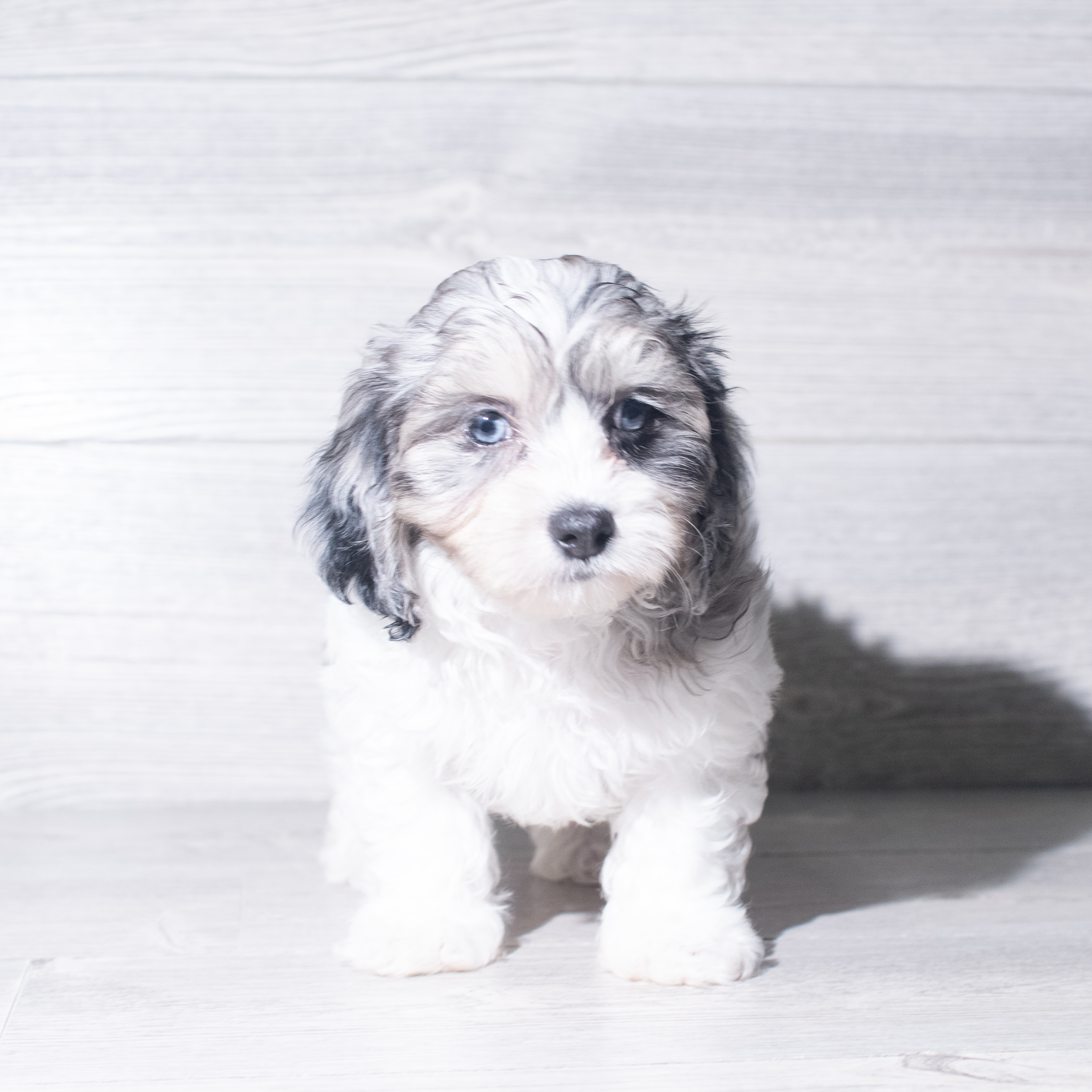 Maltipoo (M) 6005 Image #1