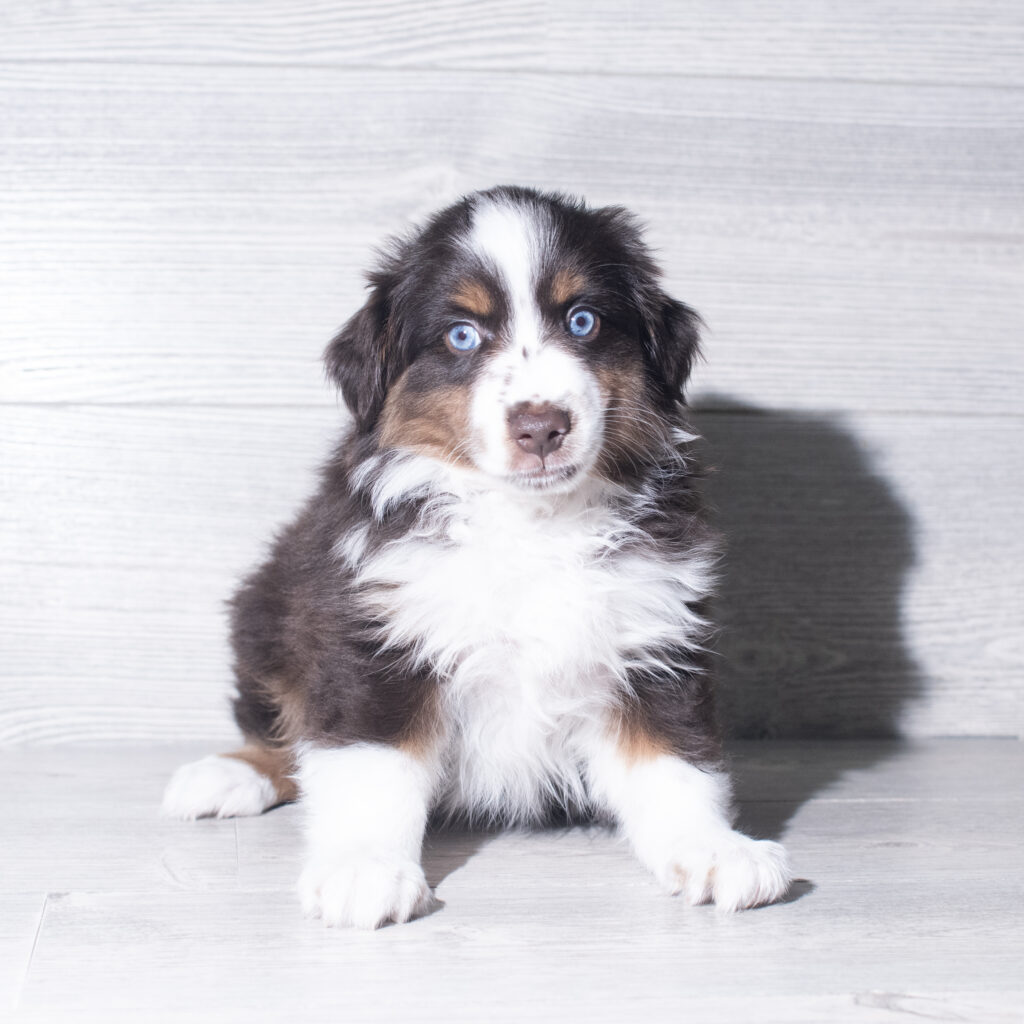 [#26103-07]  - Red Tan / White F Miniature Australian Shepherd Puppies for Sale