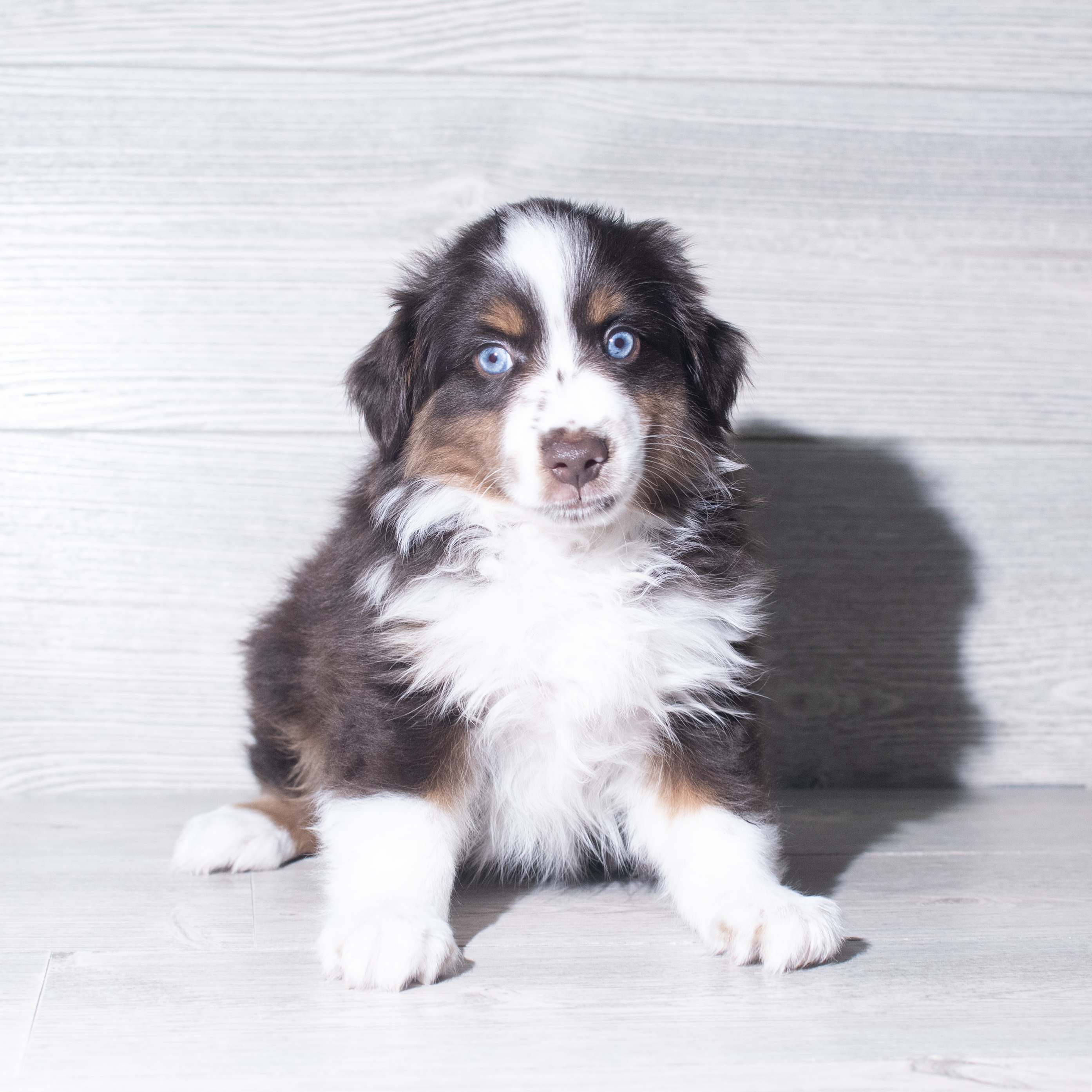 Miniature Australian Shepherd (F) 6001 Image #1