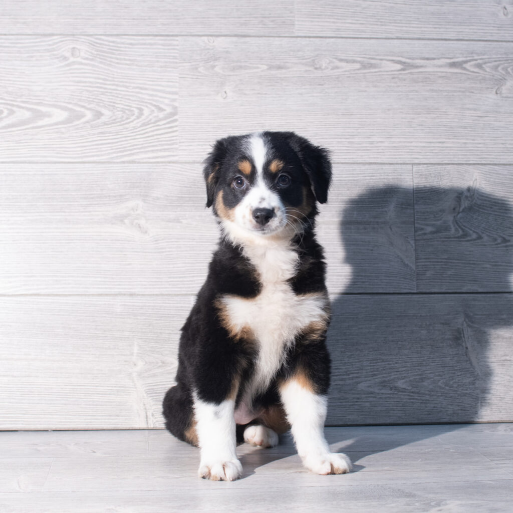 [#26957-06]  - Tri-Colored F Miniature Australian Shepherd Puppies for Sale