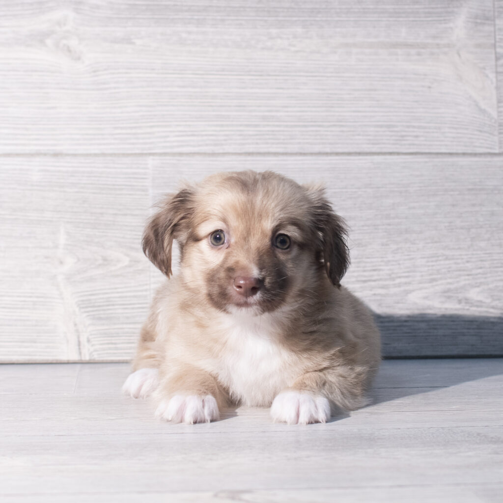 [#261004-01]  - Brown / White M Aussiechon Puppies for Sale