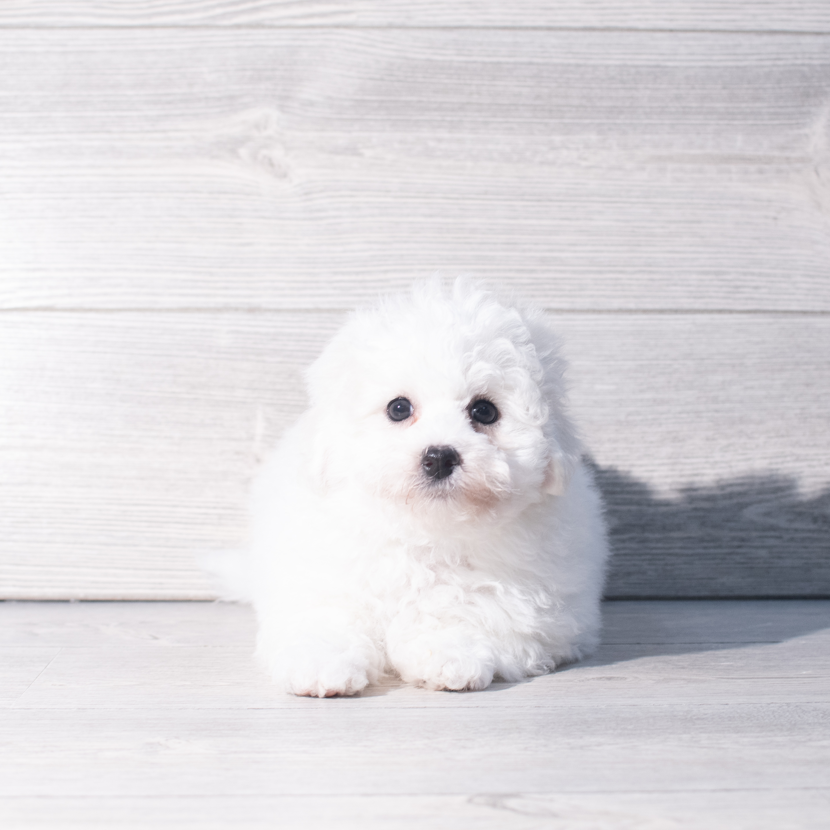 Bichon Frise (M) 2380 Image #1